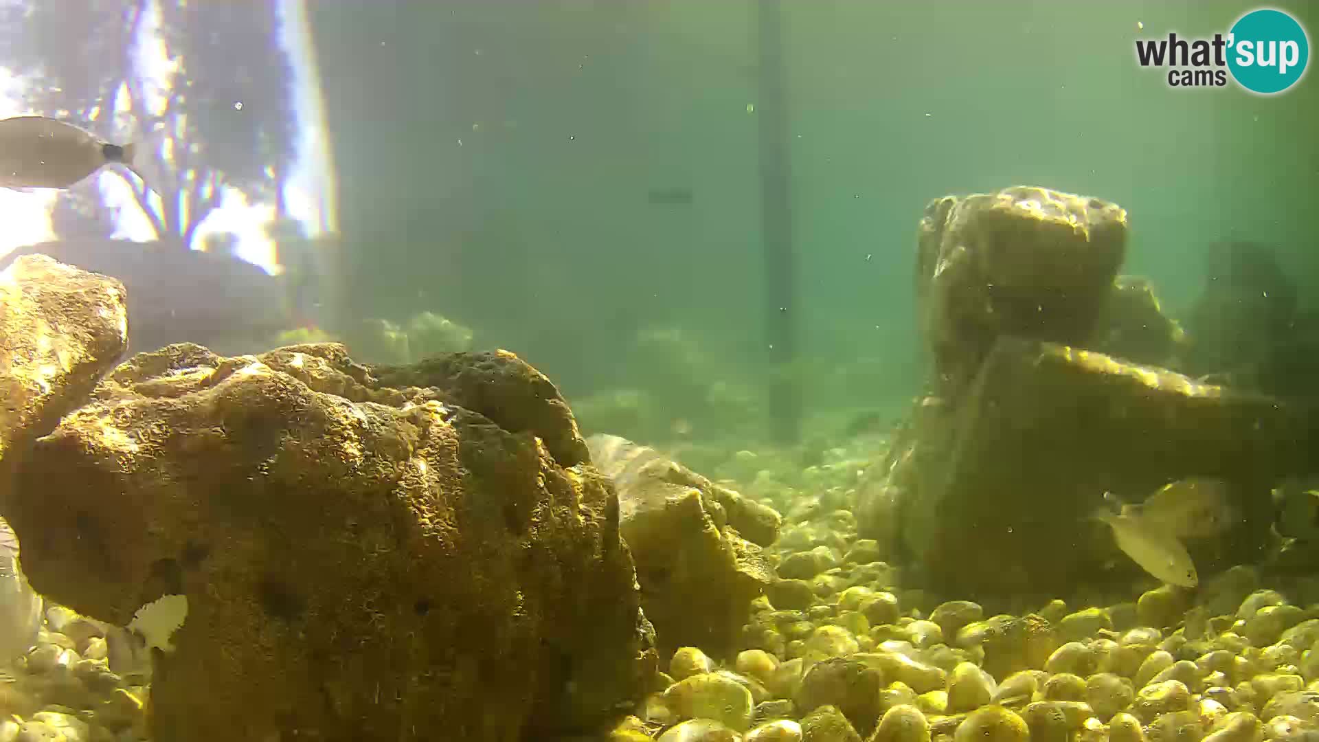 Webcam de l’aquarium marin extérieur de Rogoznica Croatie