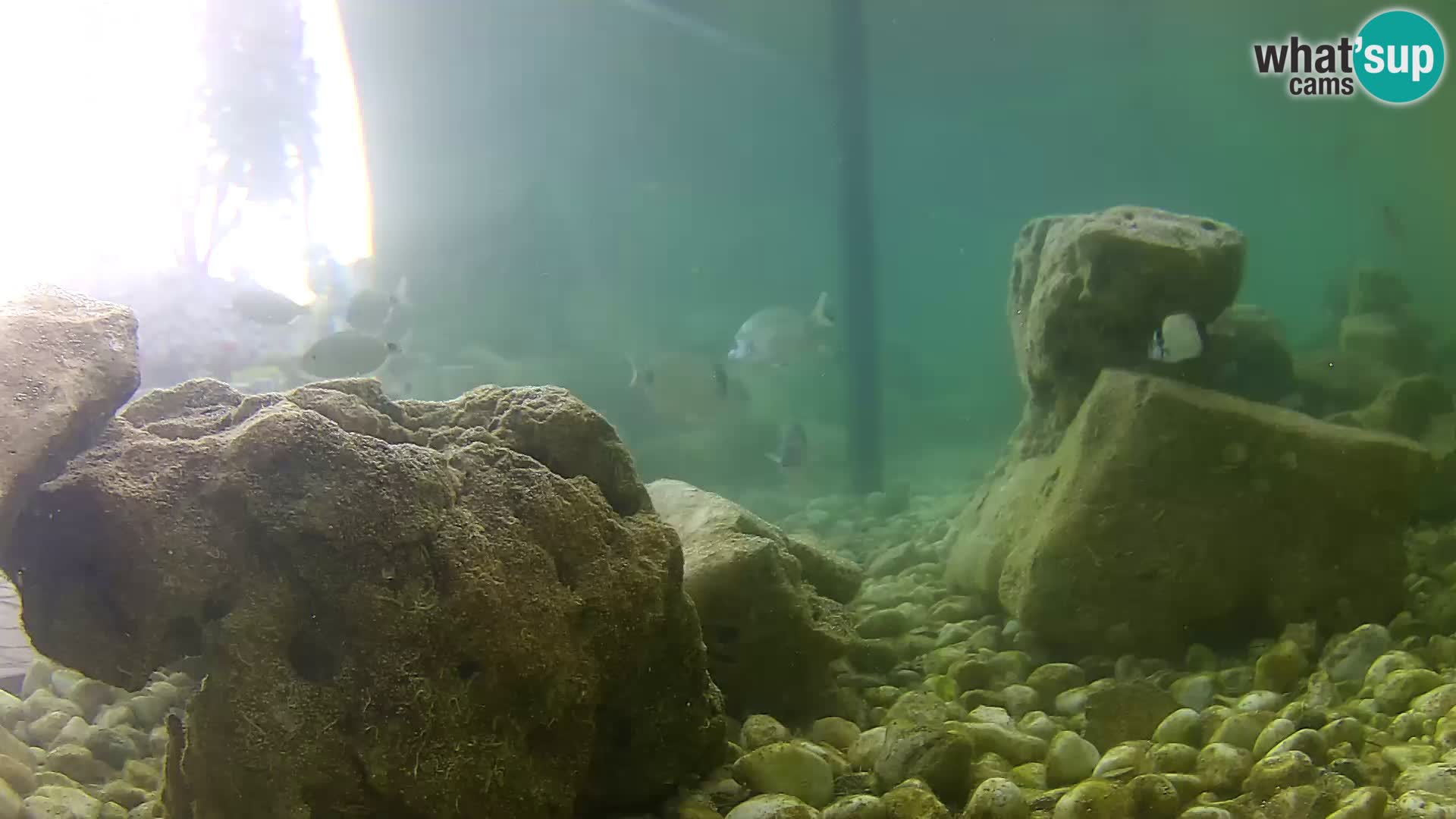 Aquario marino esterno –  Rogoznica livecam Croazia