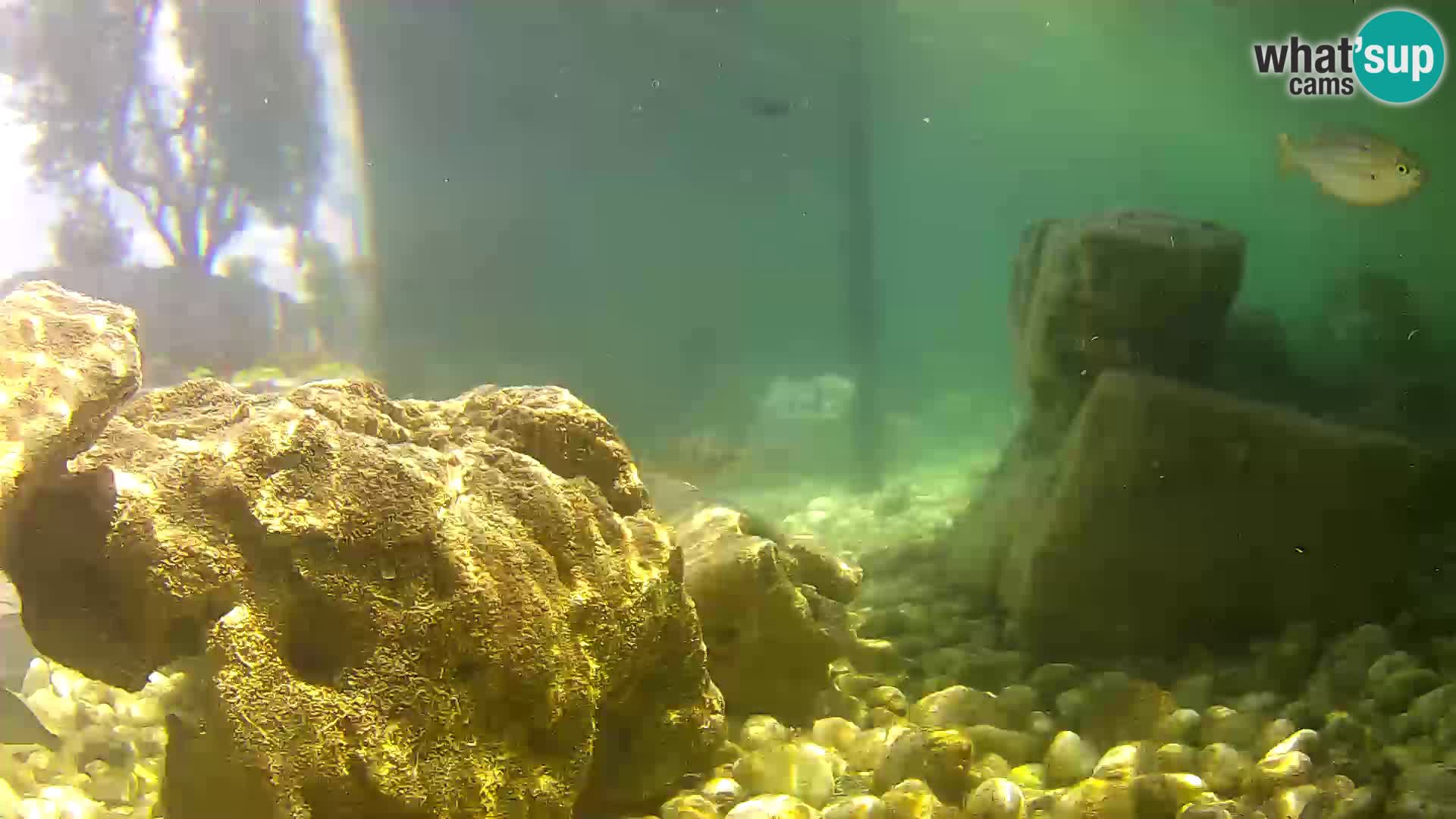 Webcam de l’aquarium marin extérieur de Rogoznica Croatie