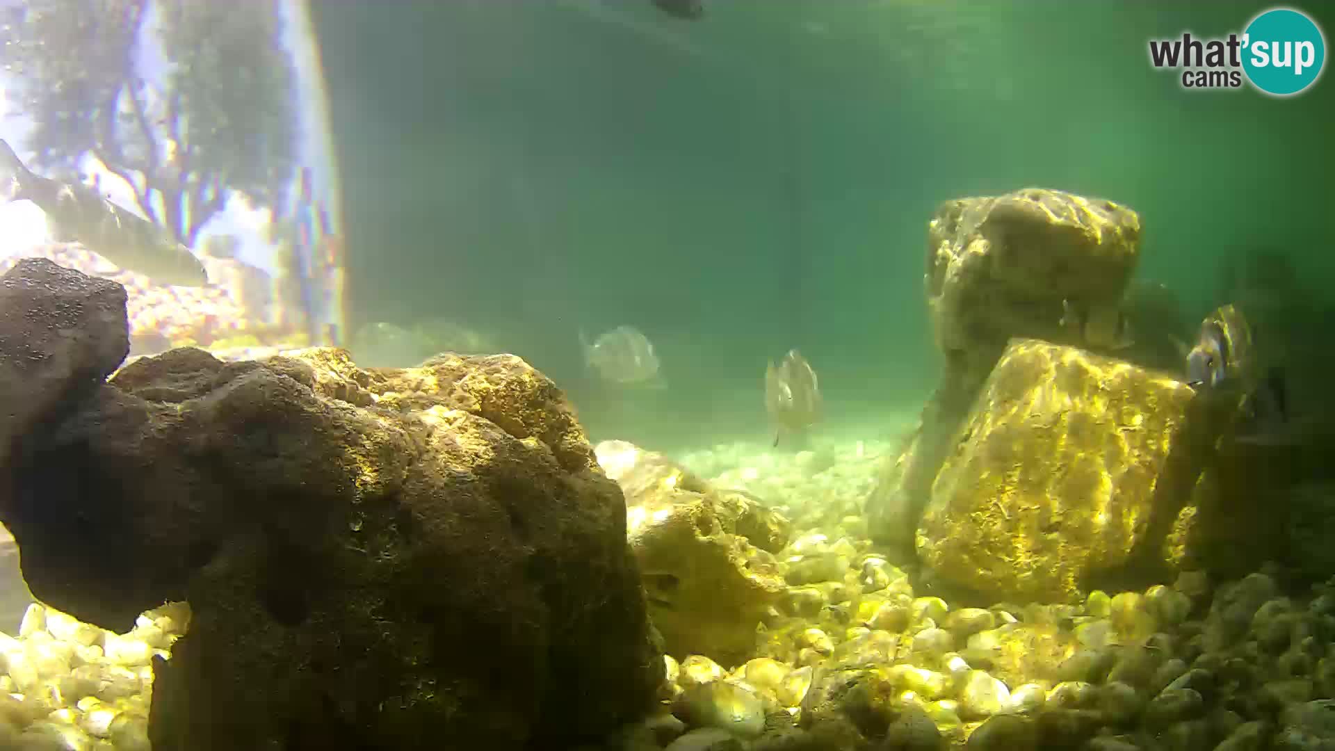 Marine Aquarium im Freien Rogoznica webcam Kroatien