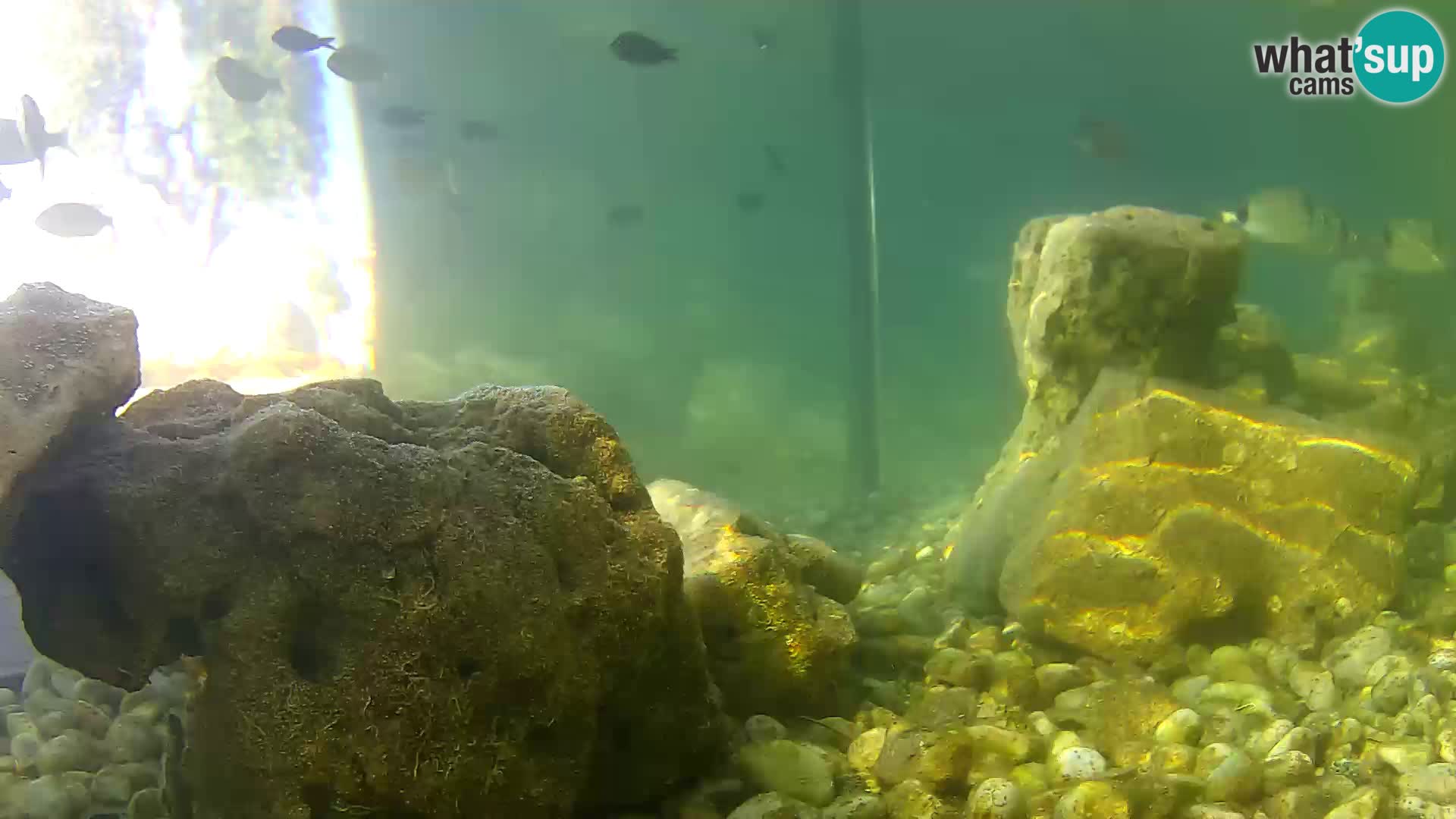 Acuario marino al aire libre Rogoznica webcam Croacia