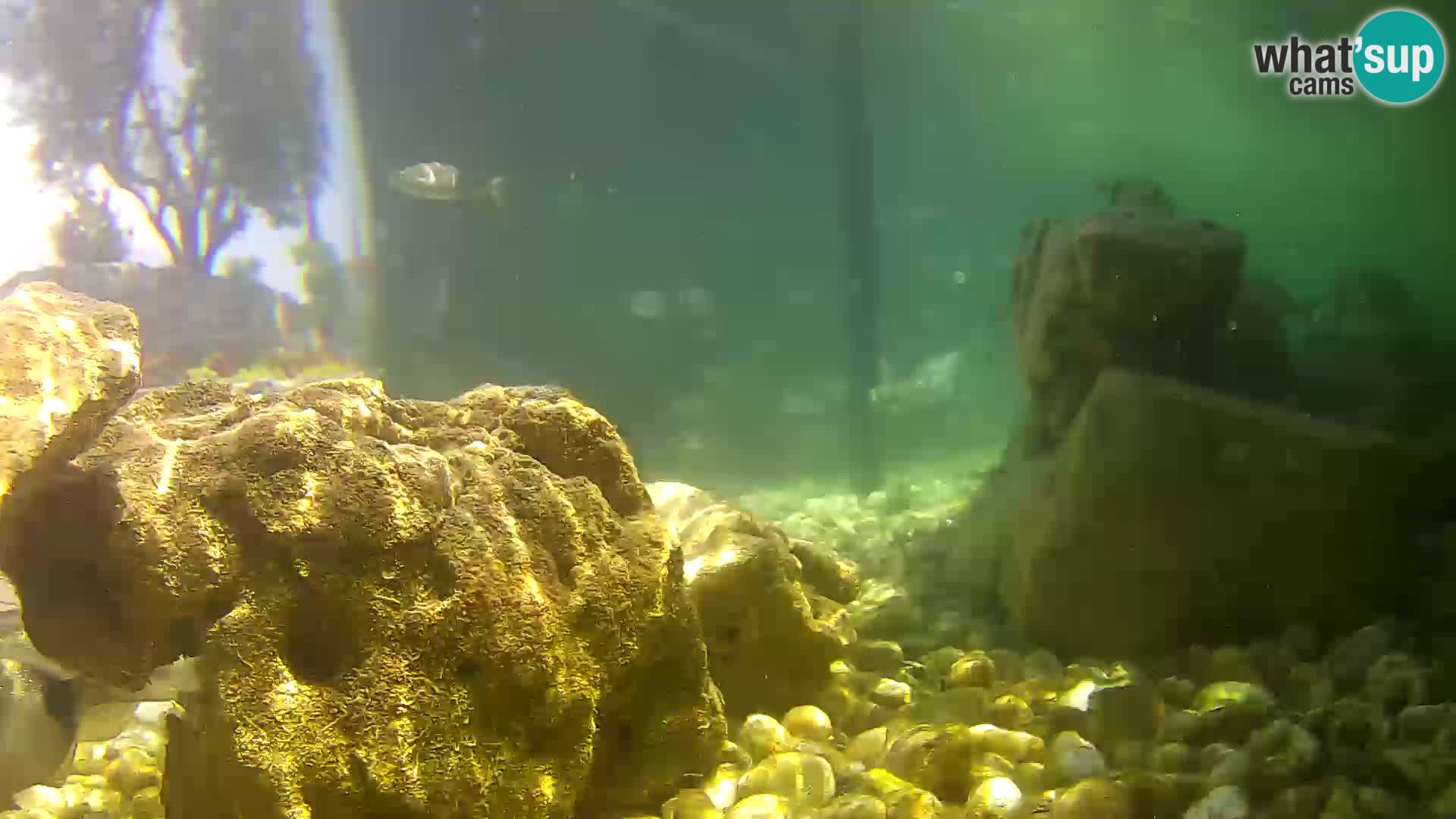 Outdoor Marine Aquarium Rogoznica webcam Croatia