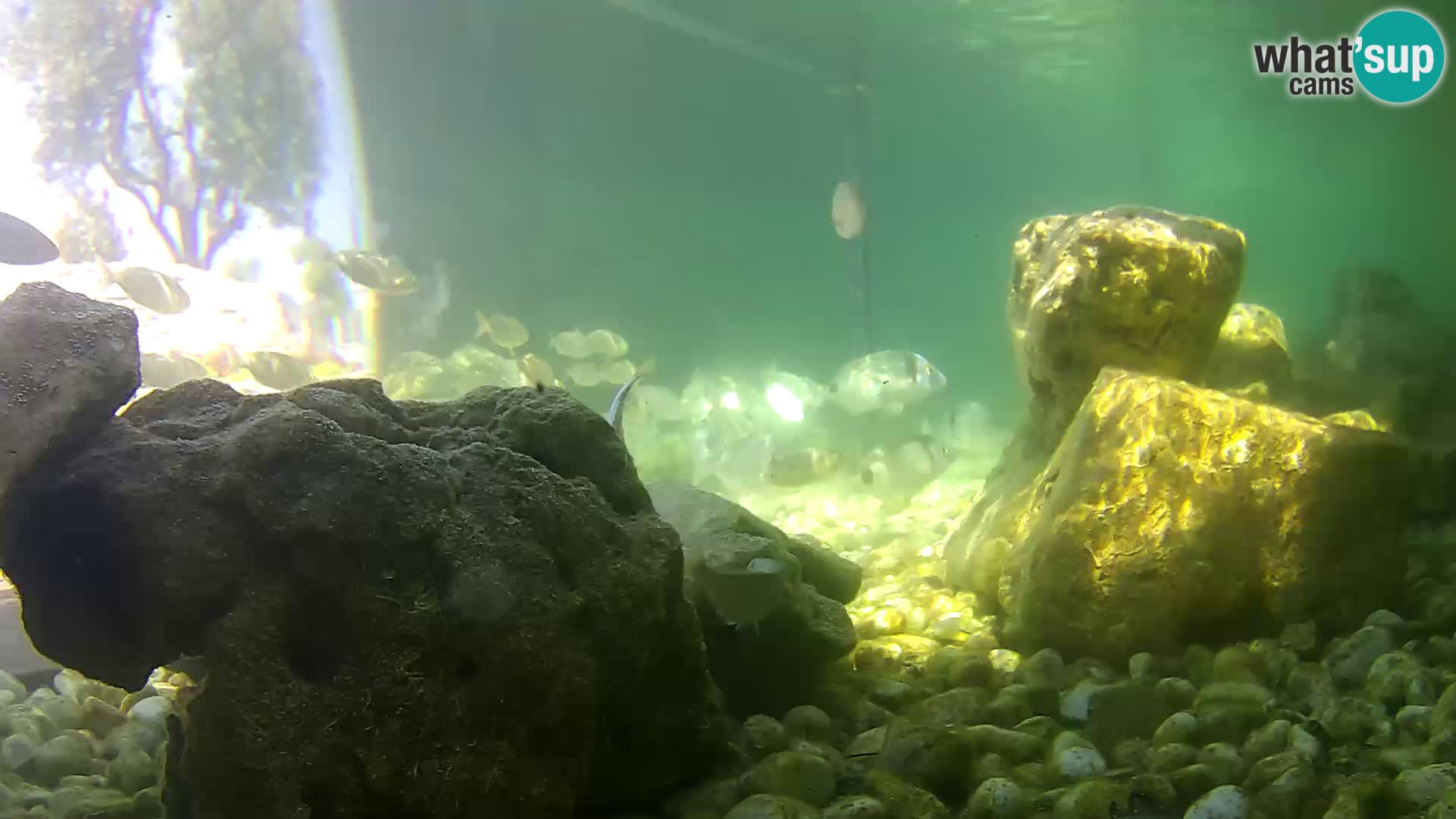 Webcam de l’aquarium marin extérieur de Rogoznica Croatie