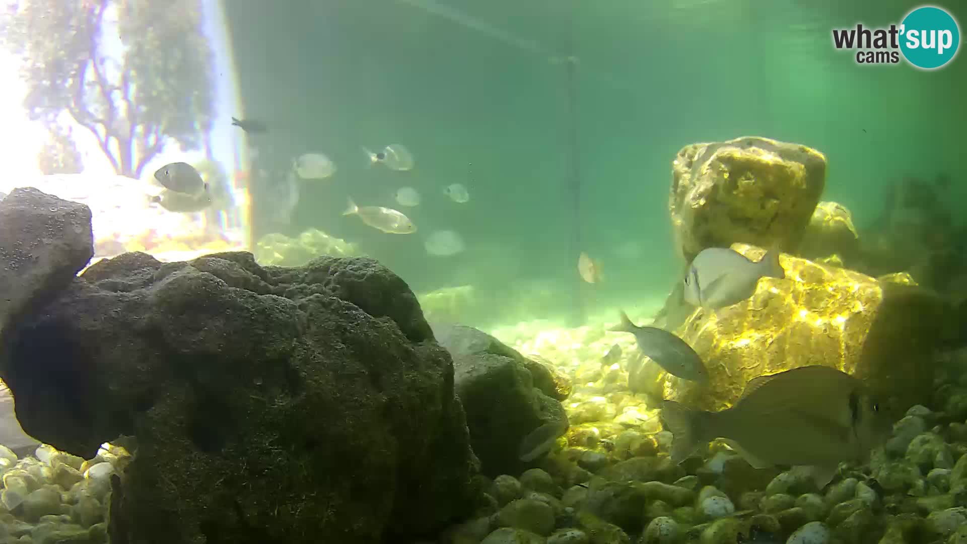 Webcam de l’aquarium marin extérieur de Rogoznica Croatie