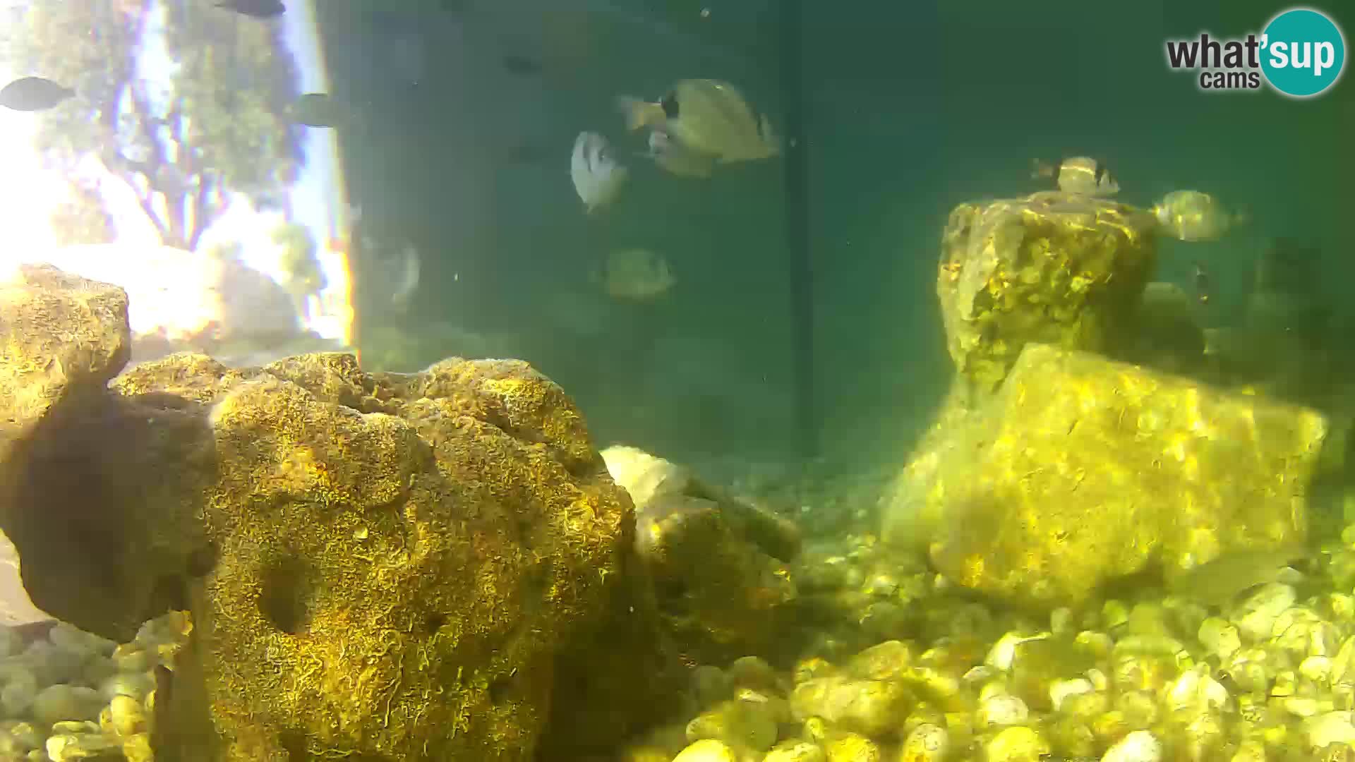 Marine Aquarium im Freien Rogoznica webcam Kroatien