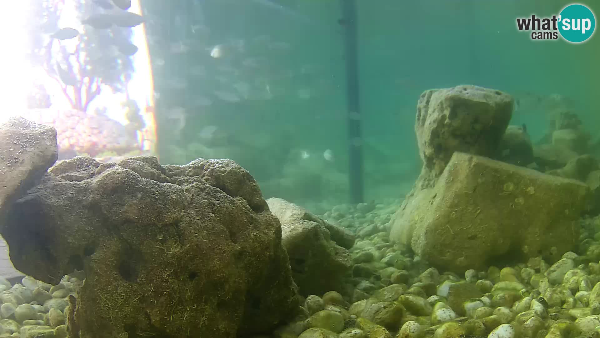 Acuario marino al aire libre Rogoznica webcam Croacia