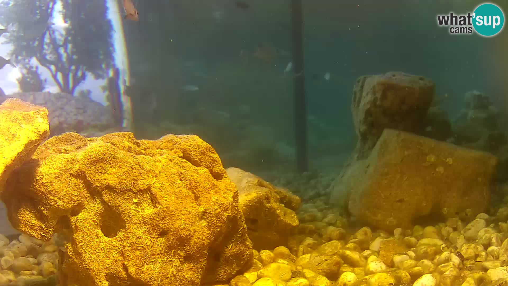 Zunanji morski akvarij Rogoznica spletna kamera Hrvaška