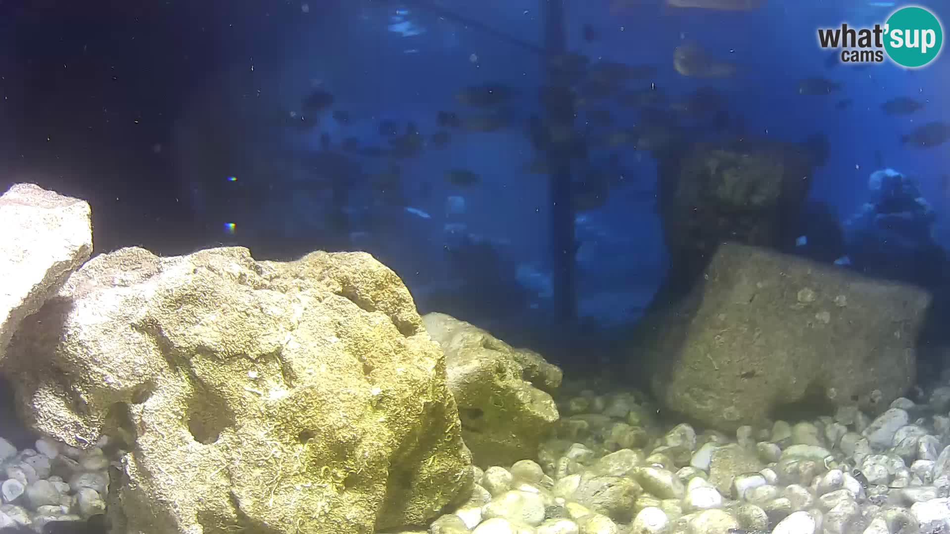 Zunanji morski akvarij Rogoznica spletna kamera Hrvaška