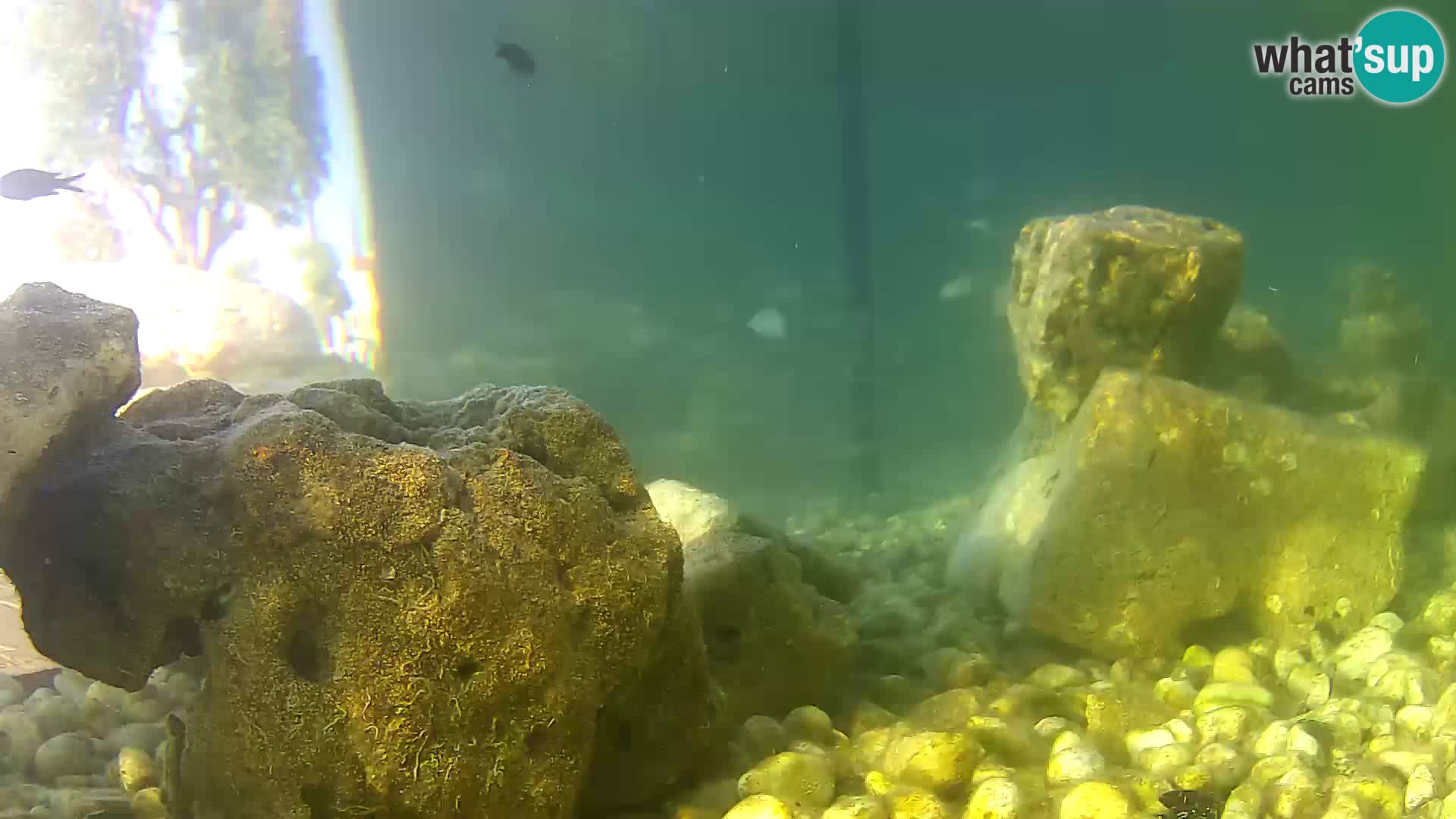 Webcam de l’aquarium marin extérieur de Rogoznica Croatie