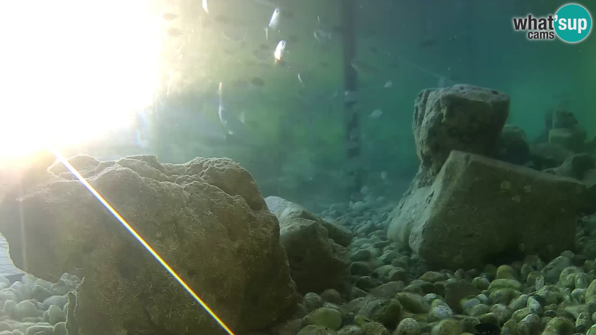 Aquario marino esterno –  Rogoznica livecam Croazia