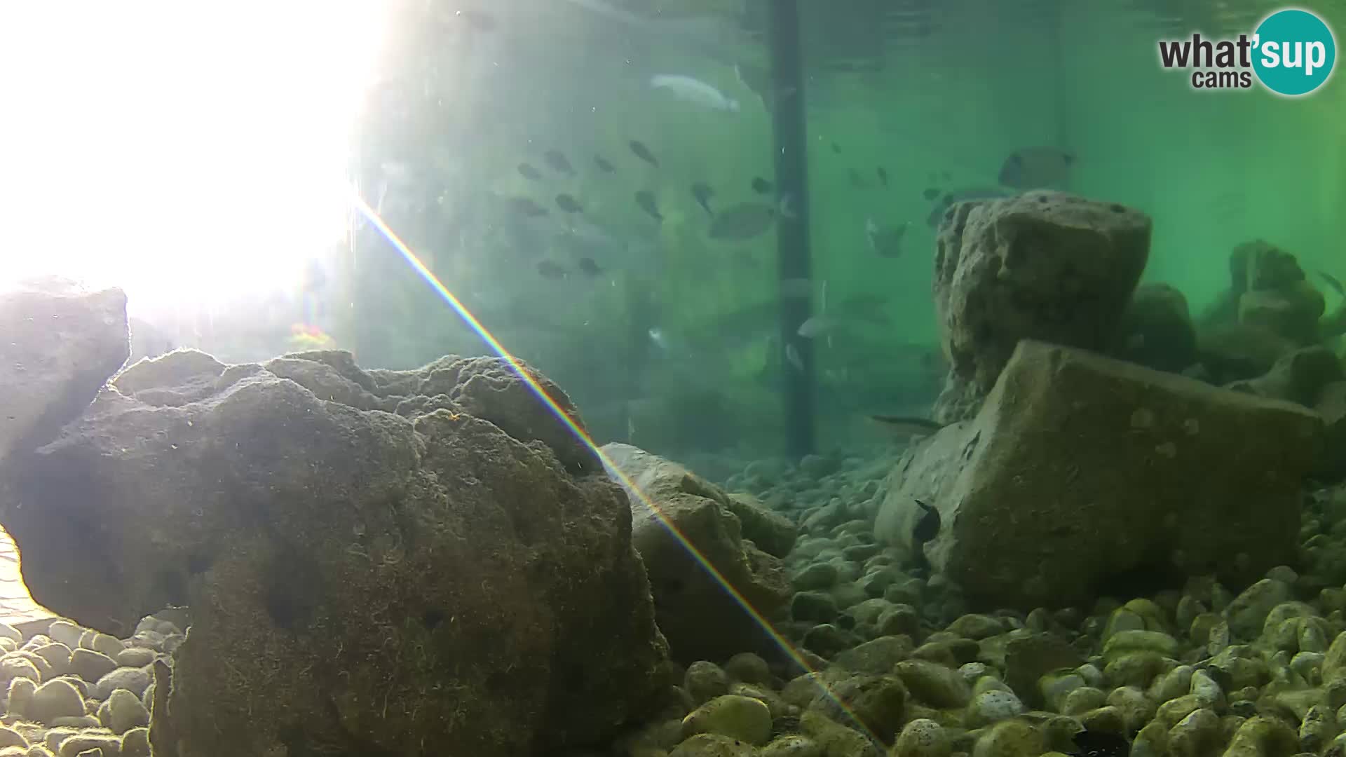 Acuario marino al aire libre Rogoznica webcam Croacia