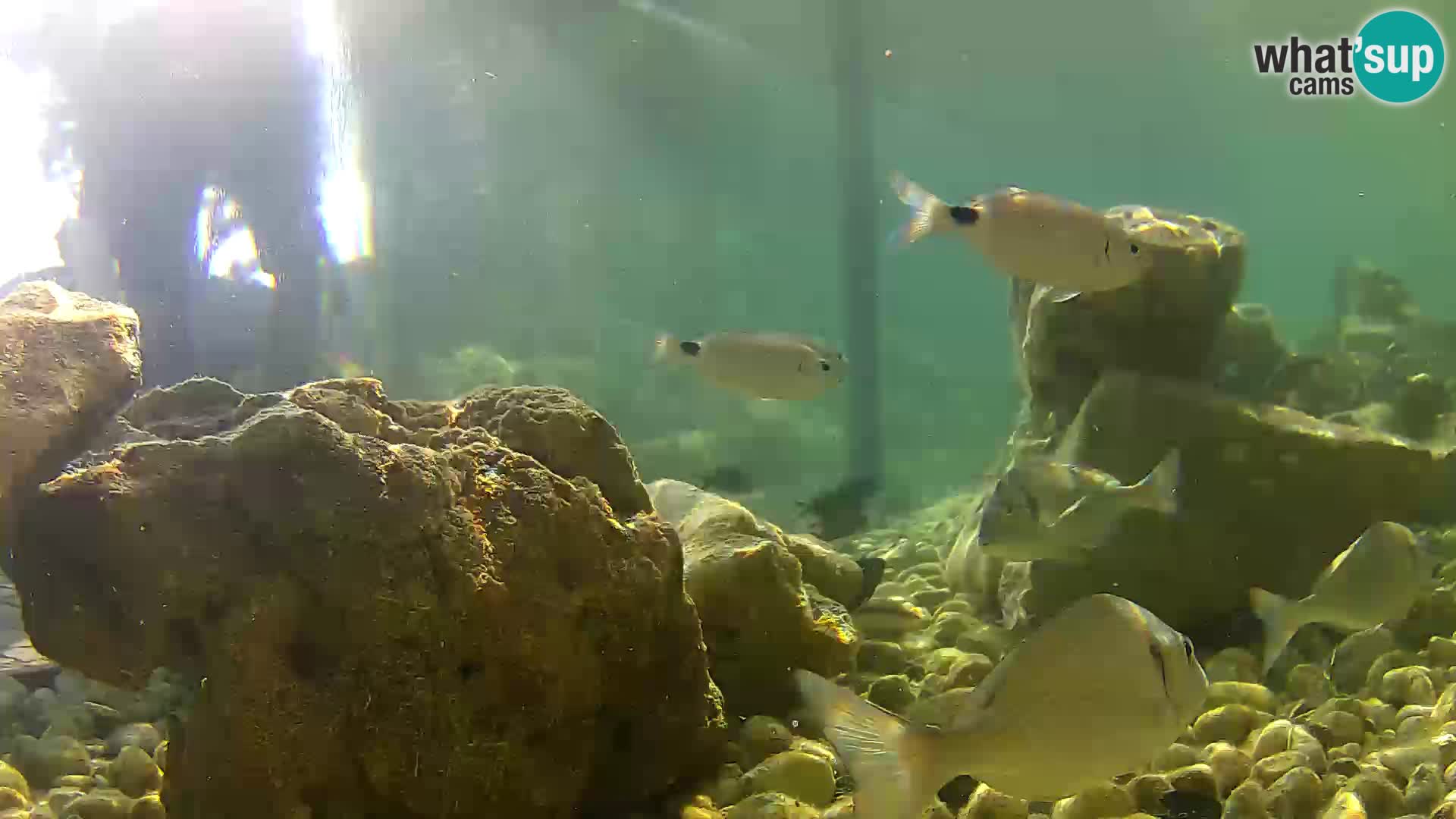 Acuario marino al aire libre Rogoznica webcam Croacia
