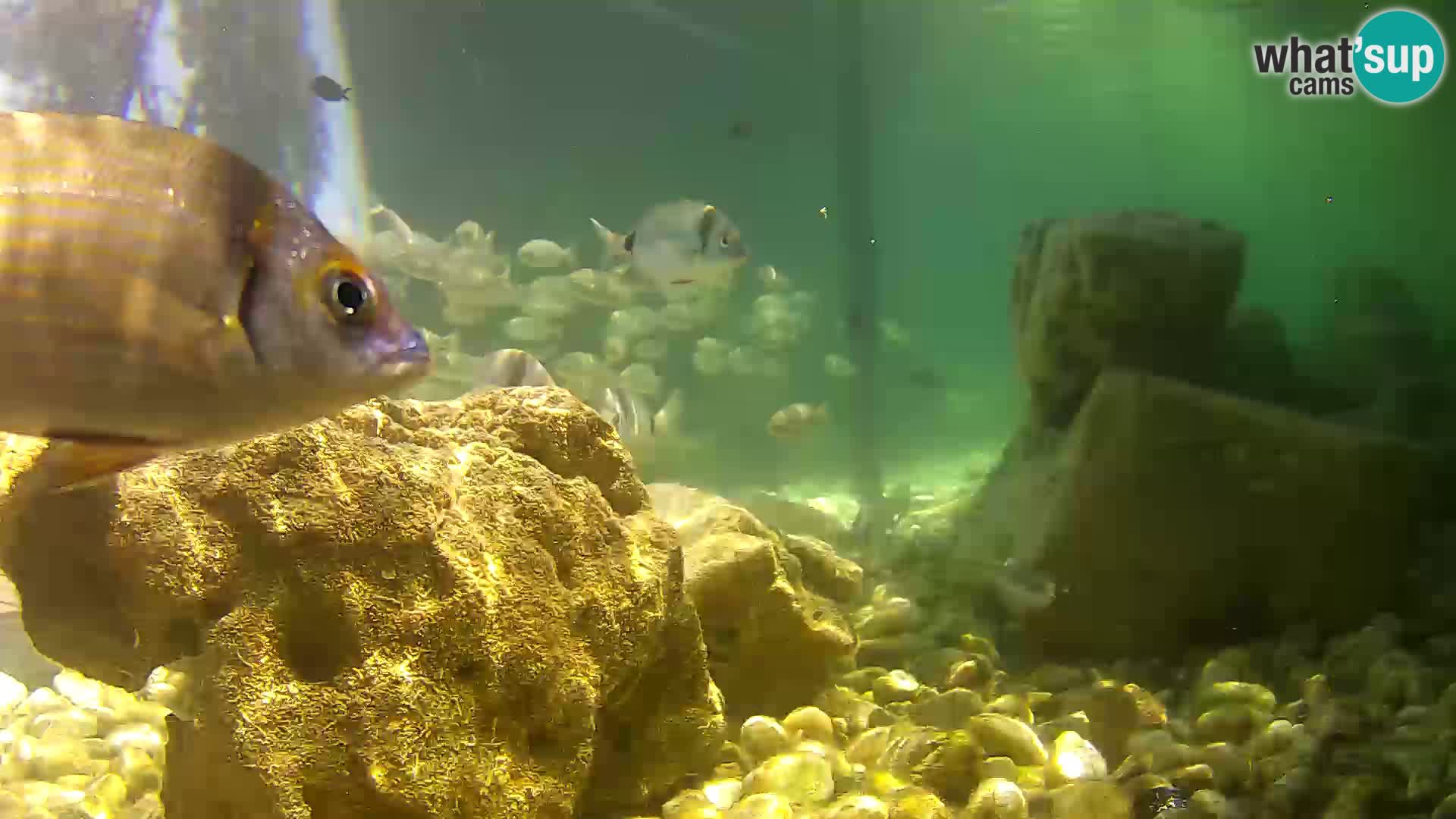 Acuario marino al aire libre Rogoznica webcam Croacia