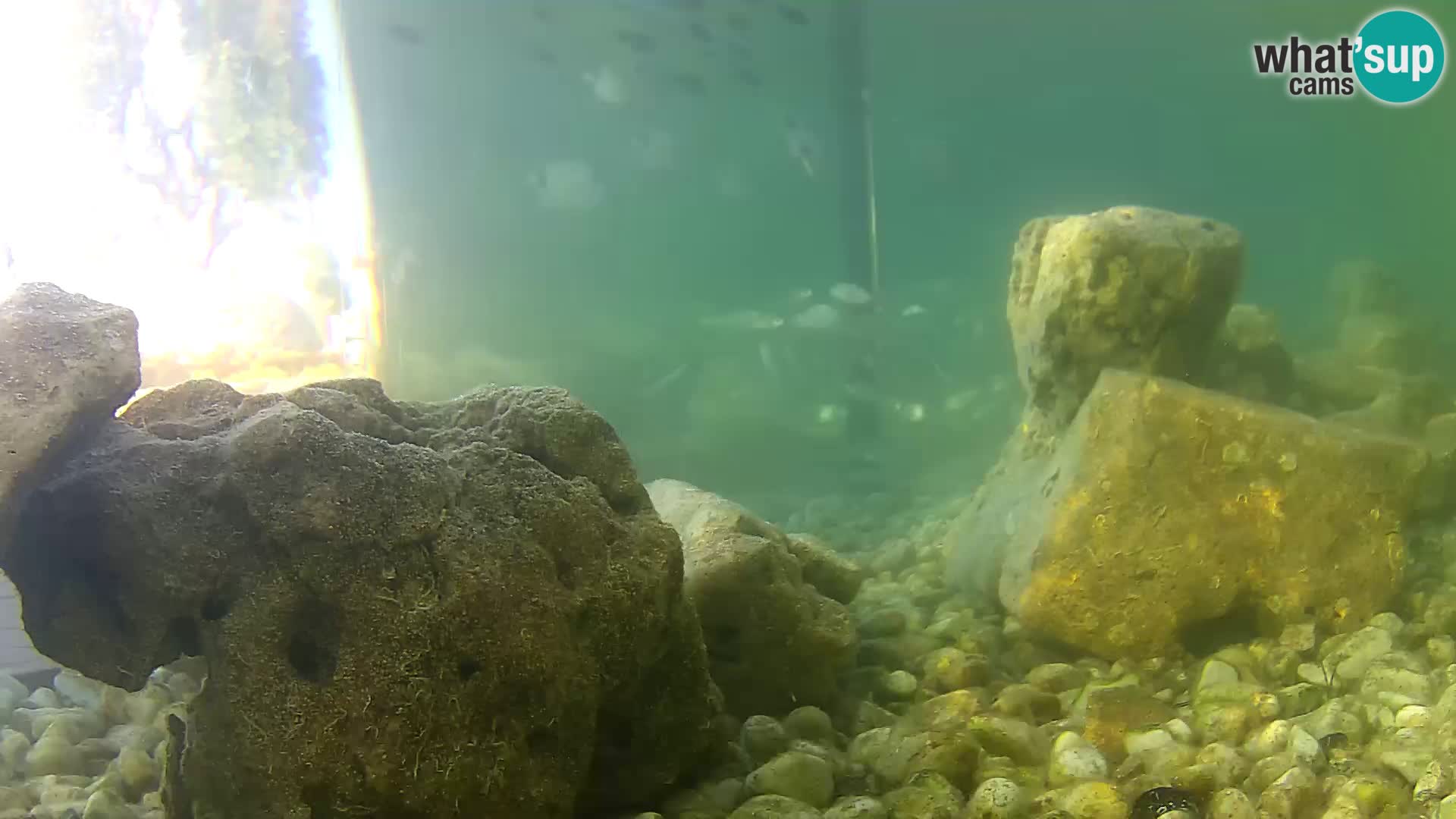 Zunanji morski akvarij Rogoznica spletna kamera Hrvaška