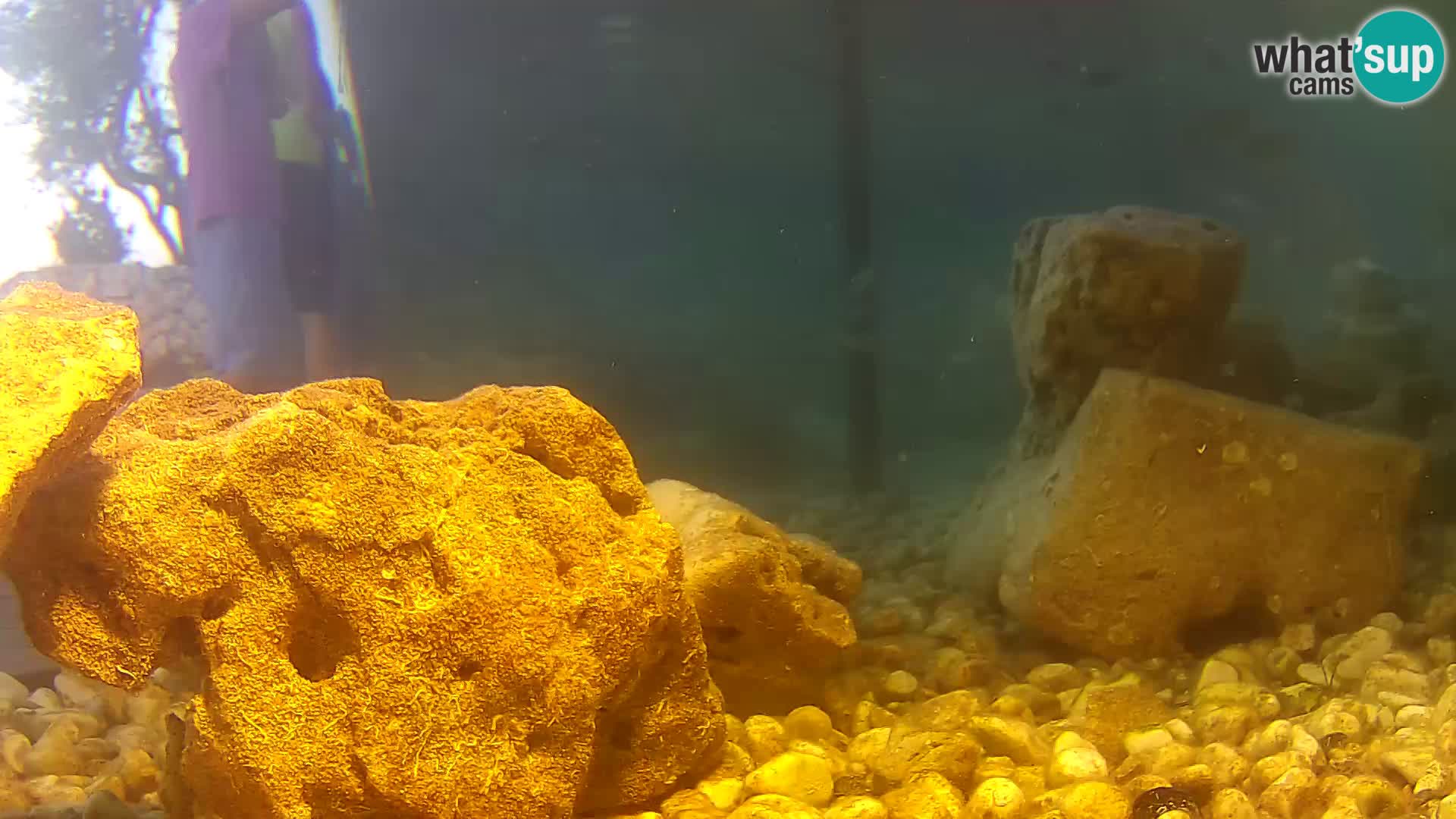 Outdoor Marine Aquarium Rogoznica webcam Croatia