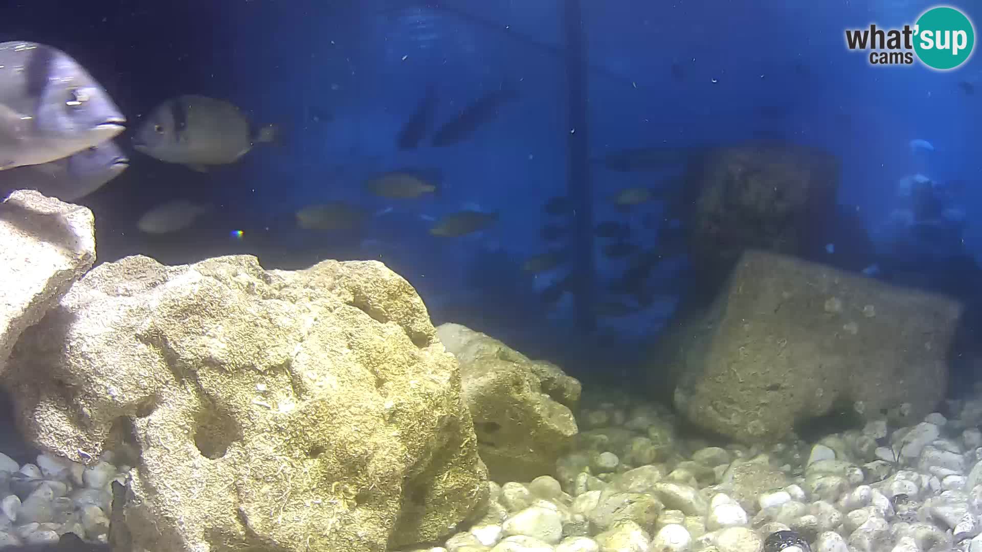 Marine Aquarium im Freien Rogoznica webcam Kroatien