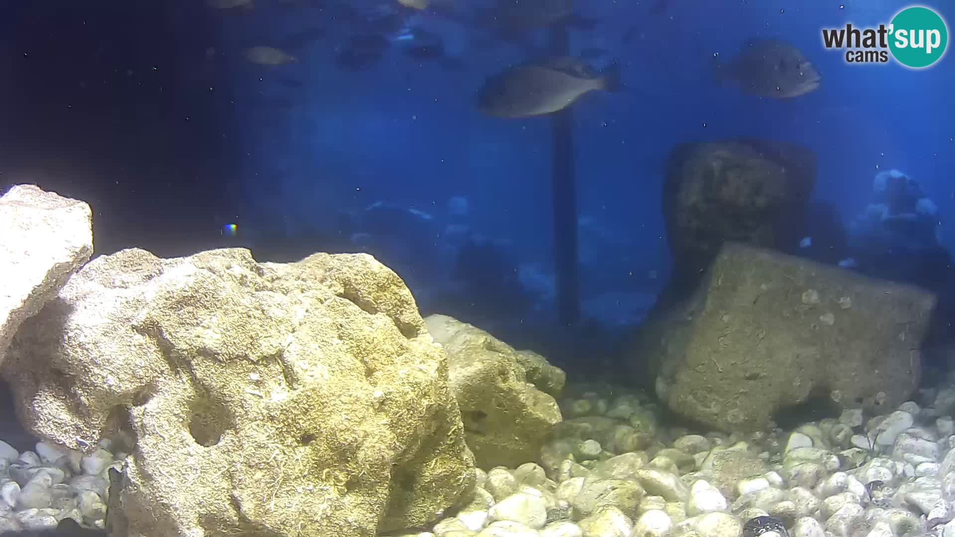 Marine Aquarium im Freien Rogoznica webcam Kroatien