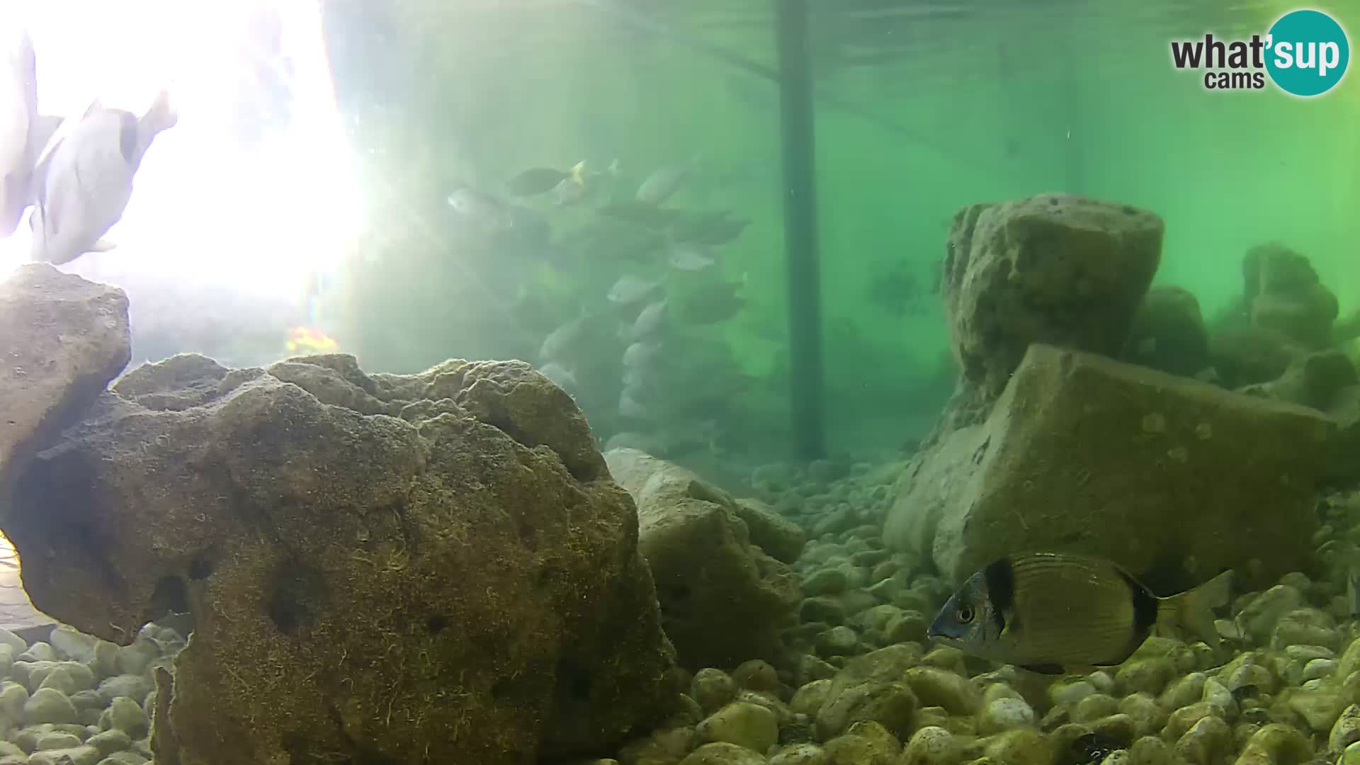 Outdoor Marine Aquarium Rogoznica webcam Croatia