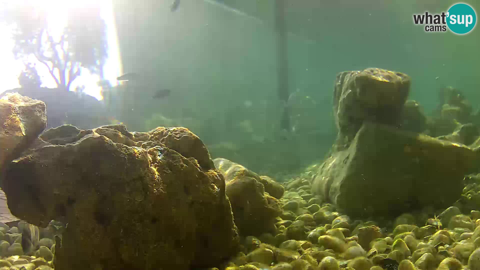 Outdoor Marine Aquarium Rogoznica webcam Croatia