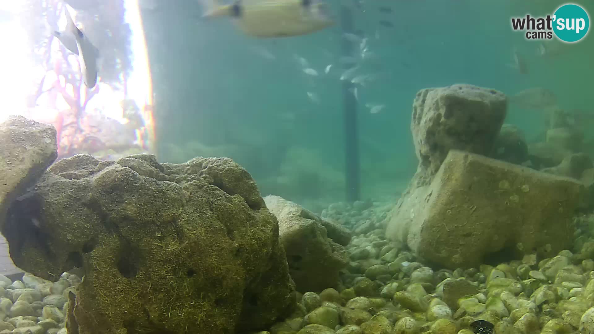 Outdoor Marine Aquarium Rogoznica webcam Croatia