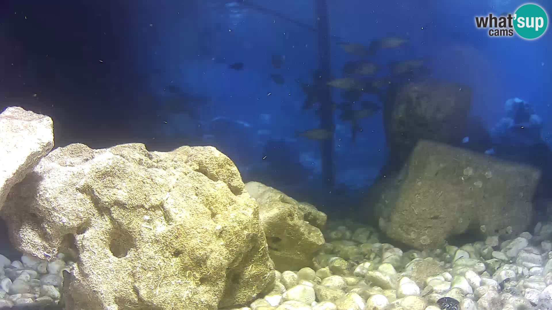 Outdoor Marine Aquarium Rogoznica webcam Croatia