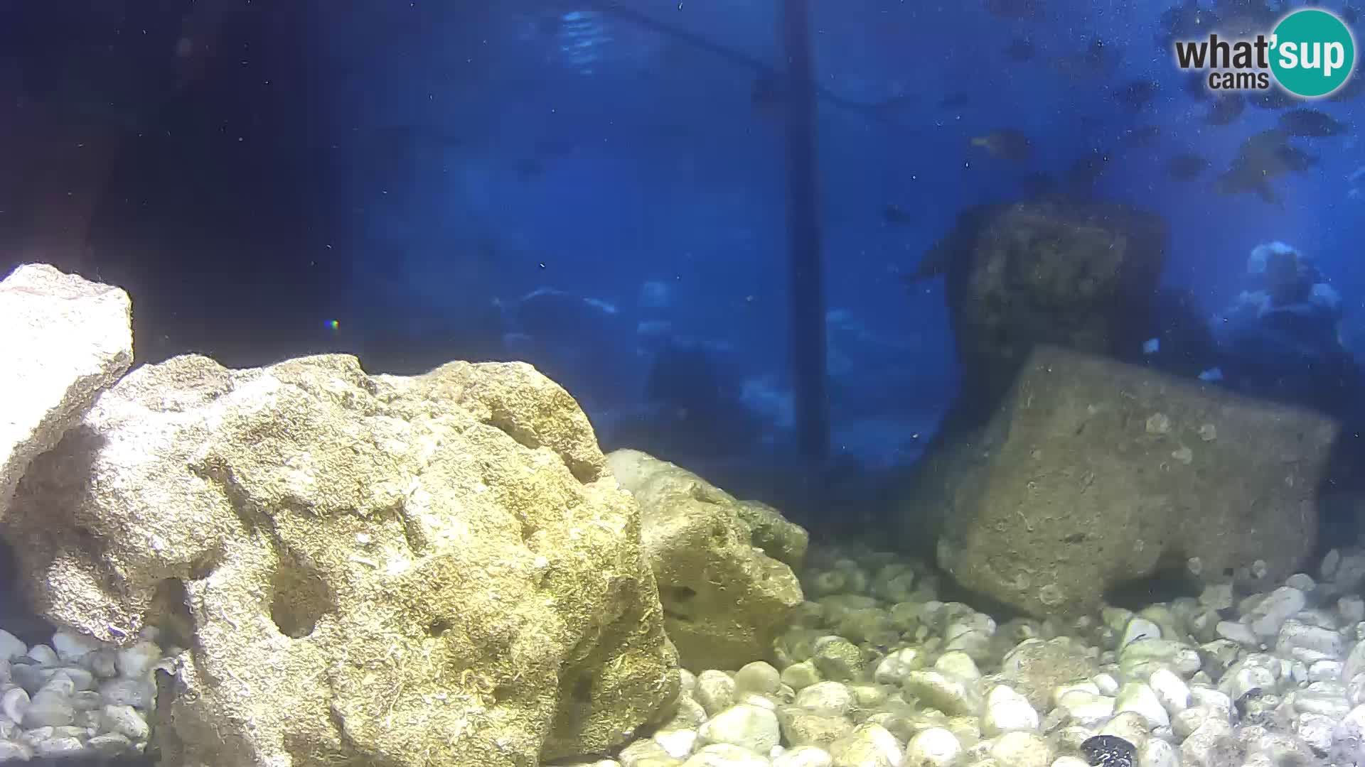 Outdoor Marine Aquarium Rogoznica webcam Croatia