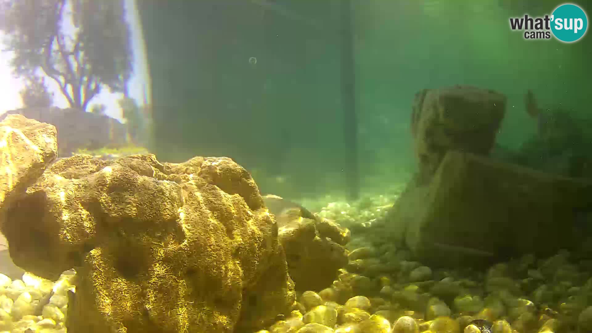 Zunanji morski akvarij Rogoznica spletna kamera Hrvaška