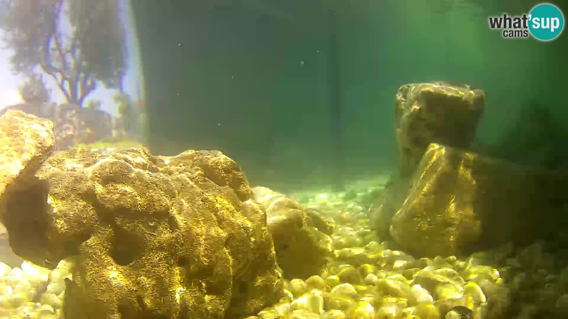 Zunanji morski akvarij Rogoznica spletna kamera Hrvaška