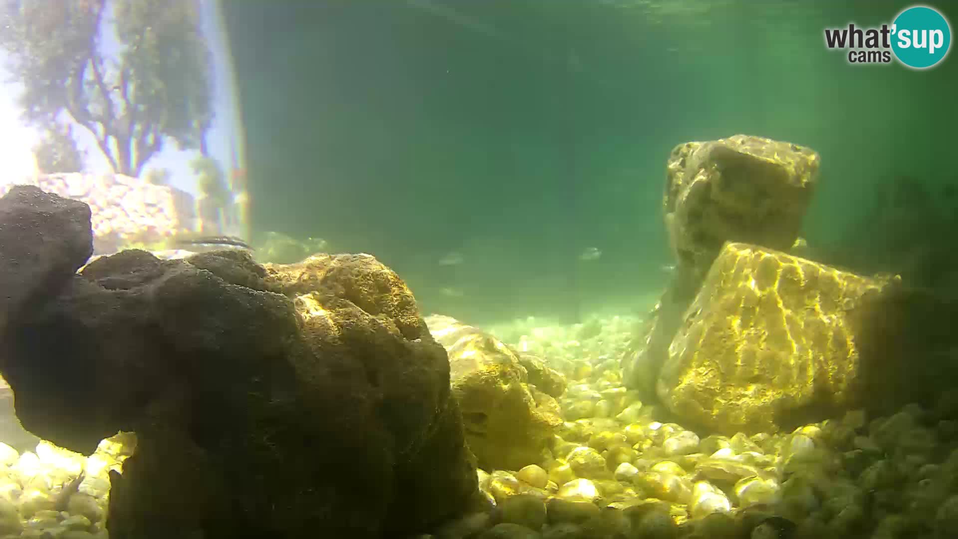 Outdoor Marine Aquarium Rogoznica webcam Croatia