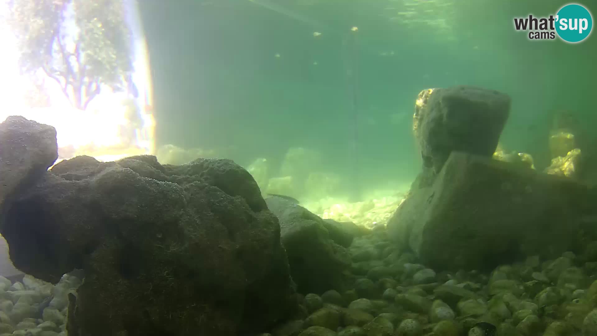 Outdoor Marine Aquarium Rogoznica webcam Croatia