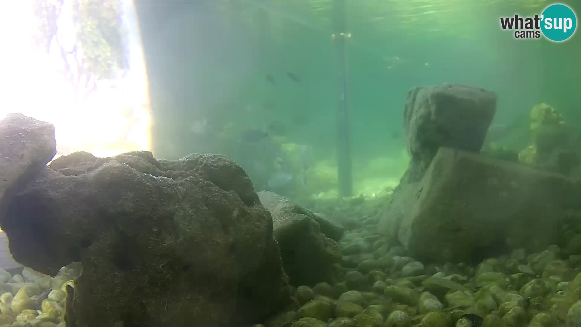 Acuario marino al aire libre Rogoznica webcam Croacia