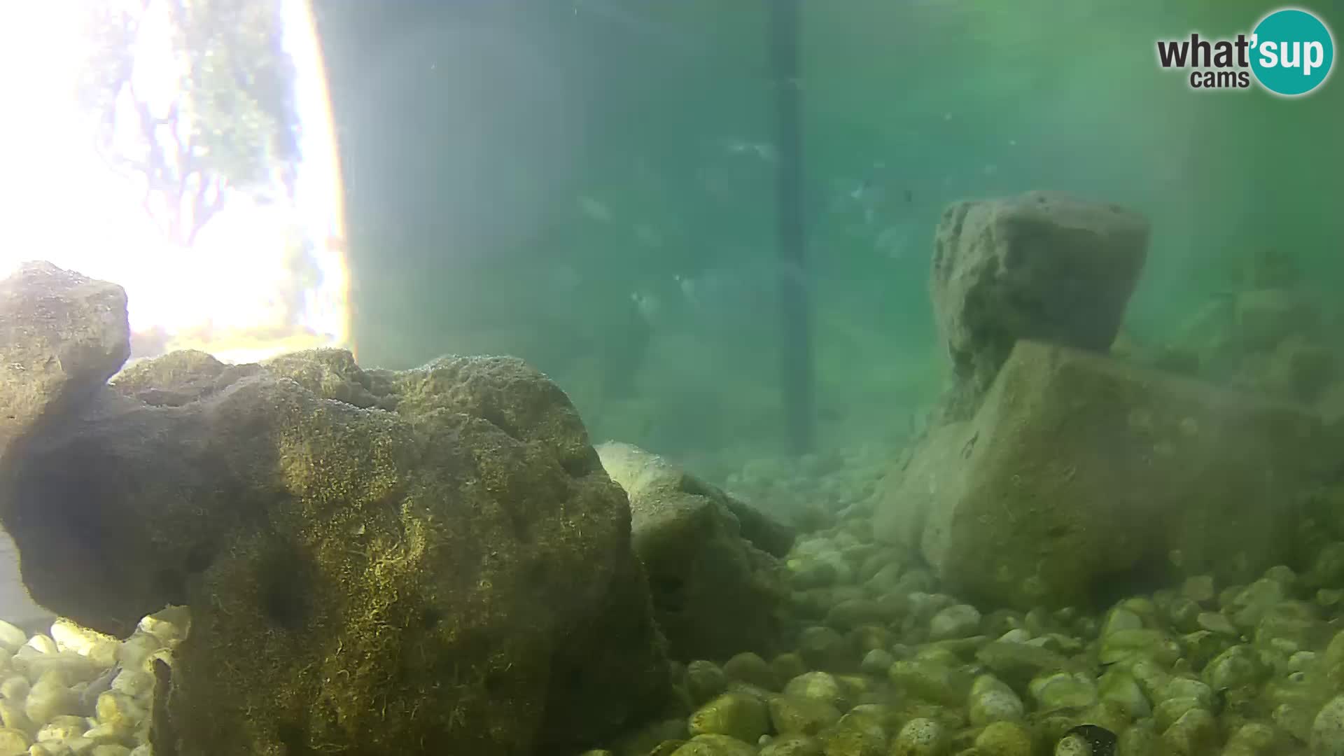 Zunanji morski akvarij Rogoznica spletna kamera Hrvaška