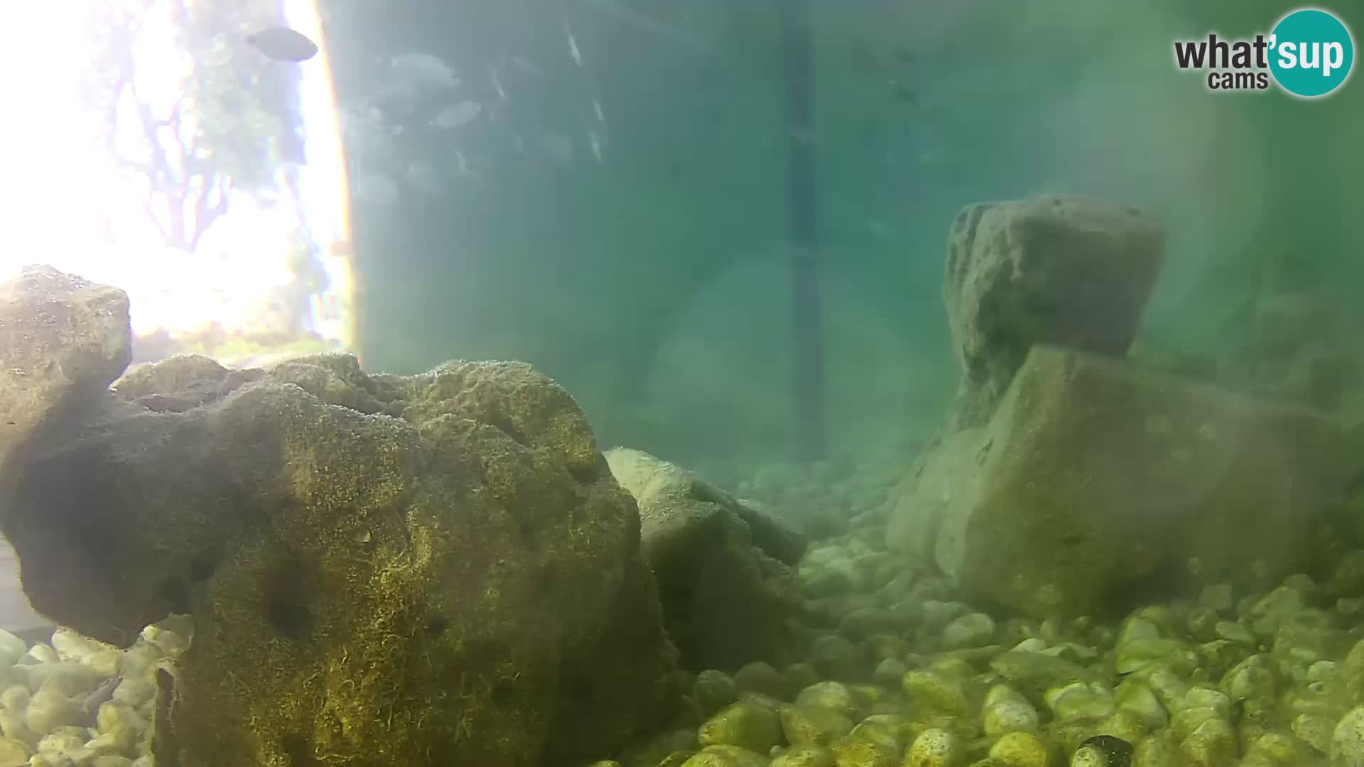 Webcam de l’aquarium marin extérieur de Rogoznica Croatie