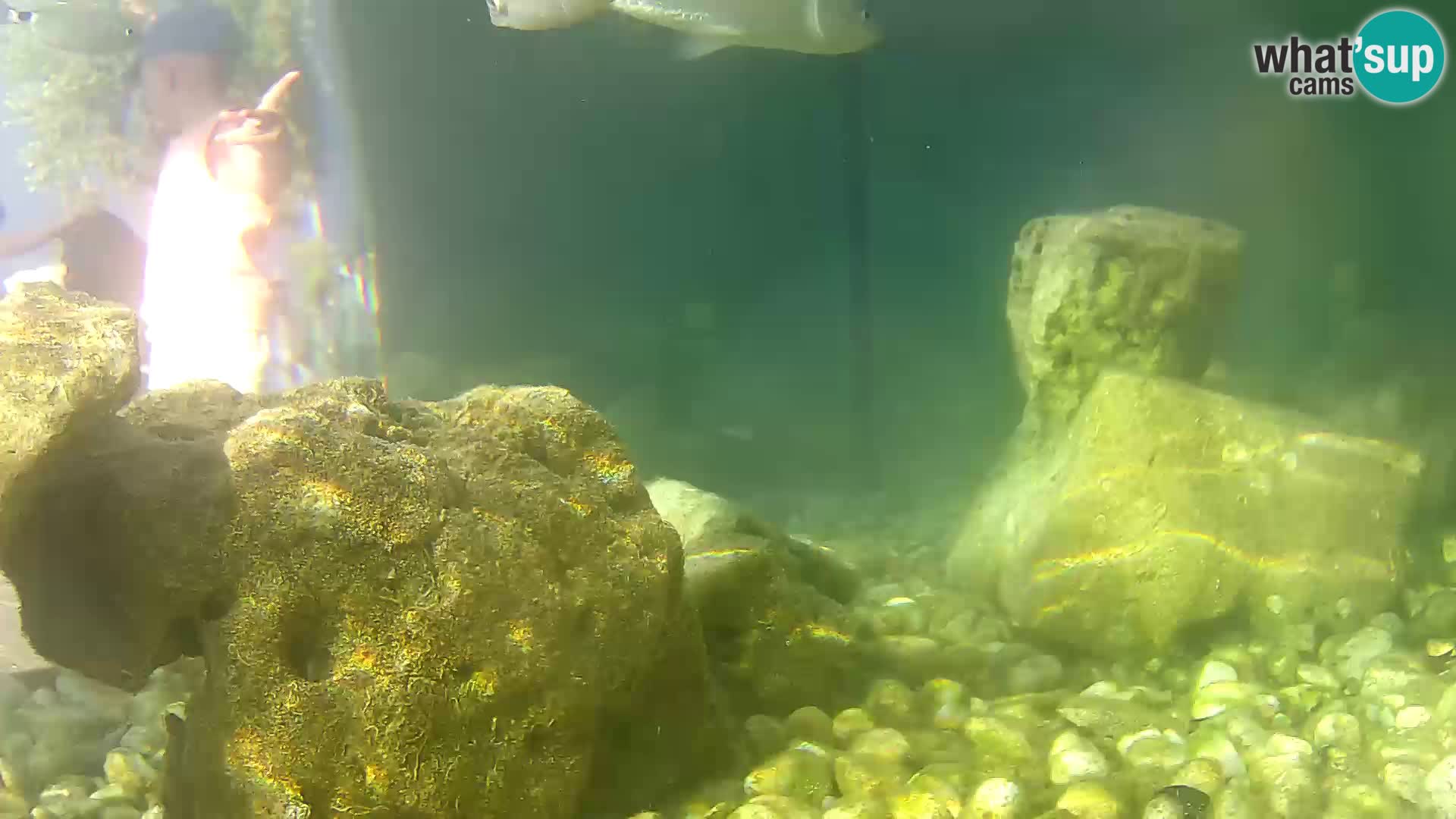 Acuario marino al aire libre Rogoznica webcam Croacia