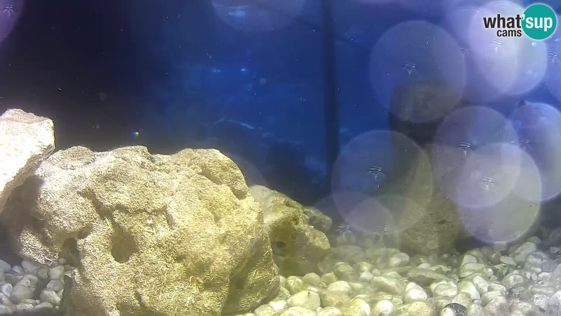 Outdoor Marine Aquarium Rogoznica webcam Croatia