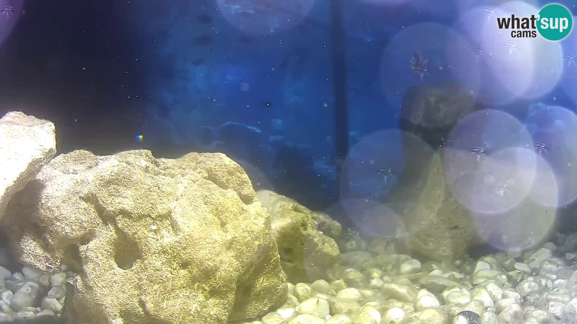 Aquario marino esterno – Rogoznica livecam Croazia