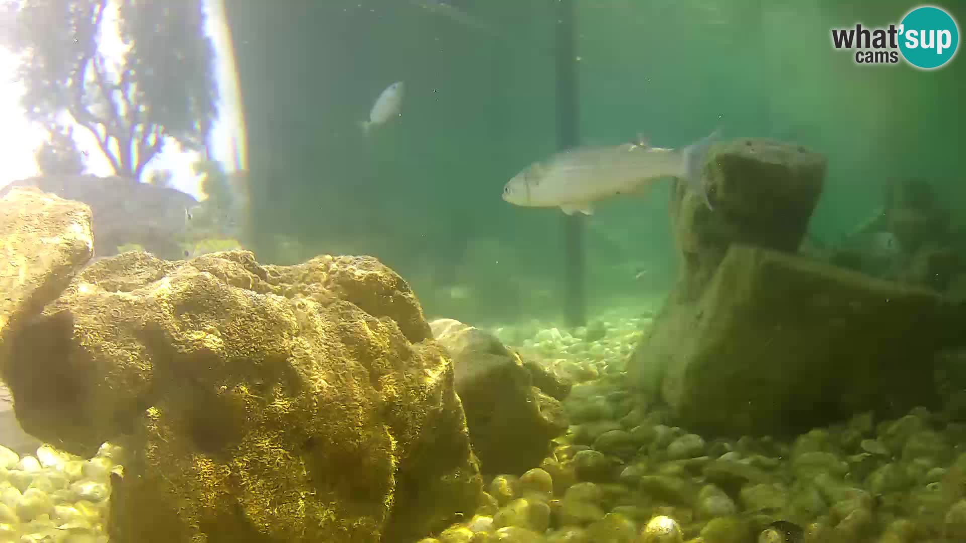 Outdoor Marine Aquarium Rogoznica webcam Croatia