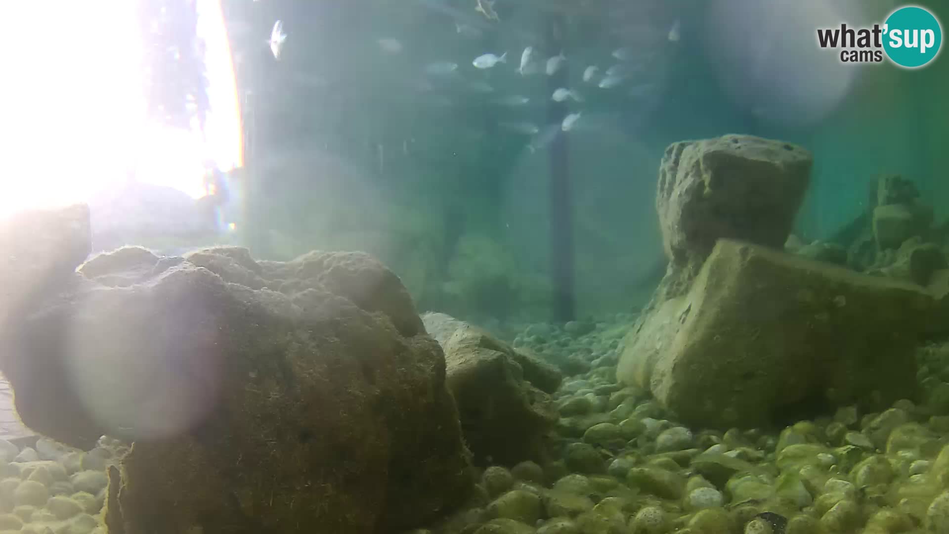 Acuario marino al aire libre Rogoznica webcam Croacia
