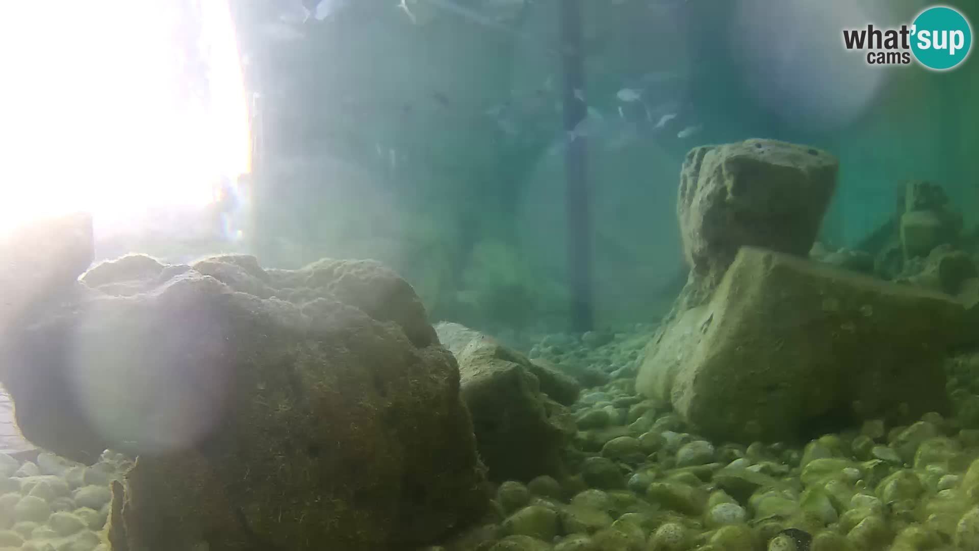 Acuario marino al aire libre Rogoznica webcam Croacia