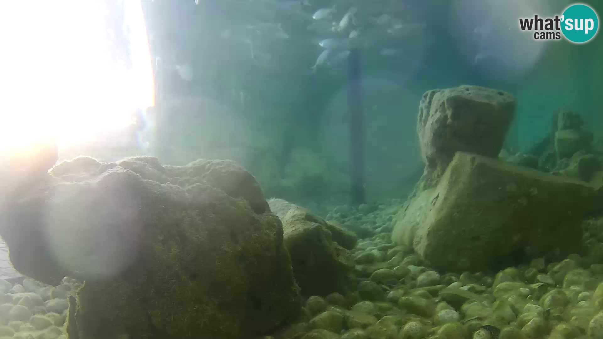 Aquario marino esterno –  Rogoznica livecam Croazia