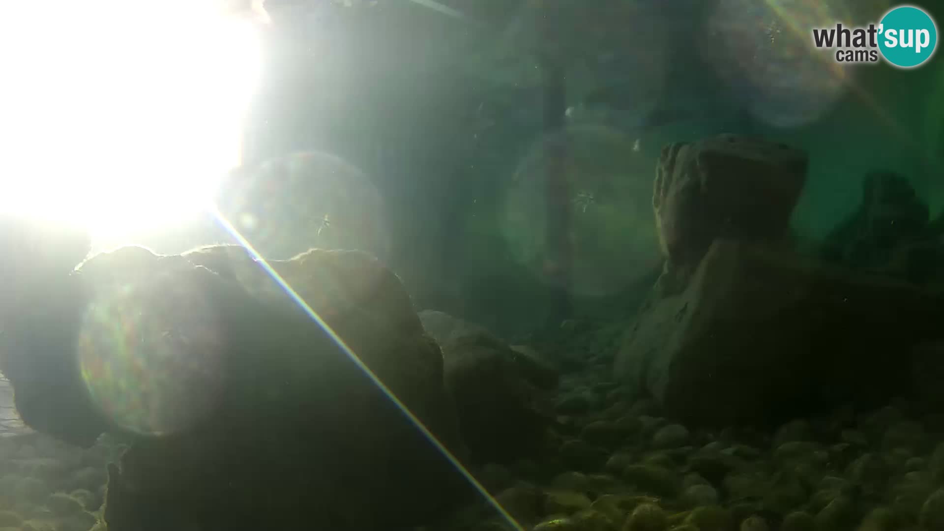 Aquario marino esterno –  Rogoznica livecam Croazia