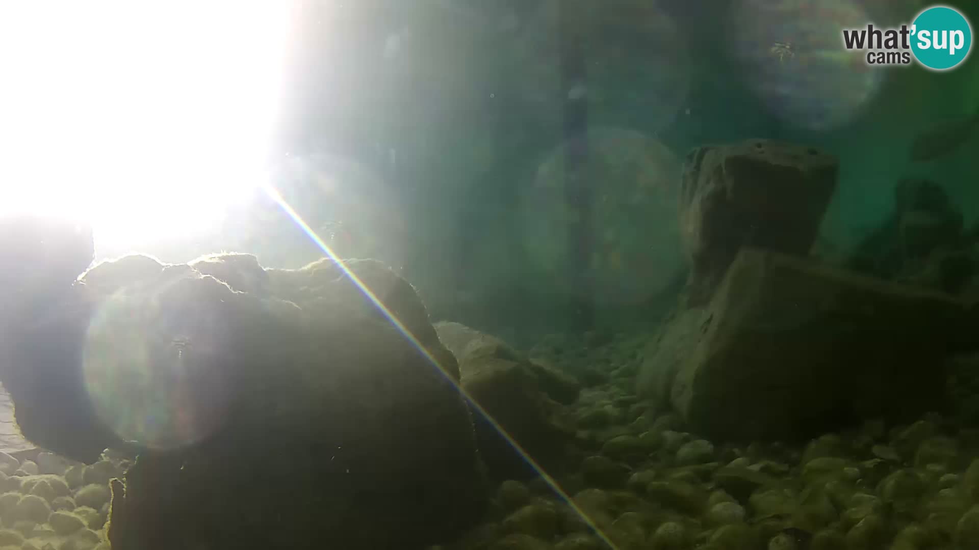 Zunanji morski akvarij Rogoznica spletna kamera Hrvaška