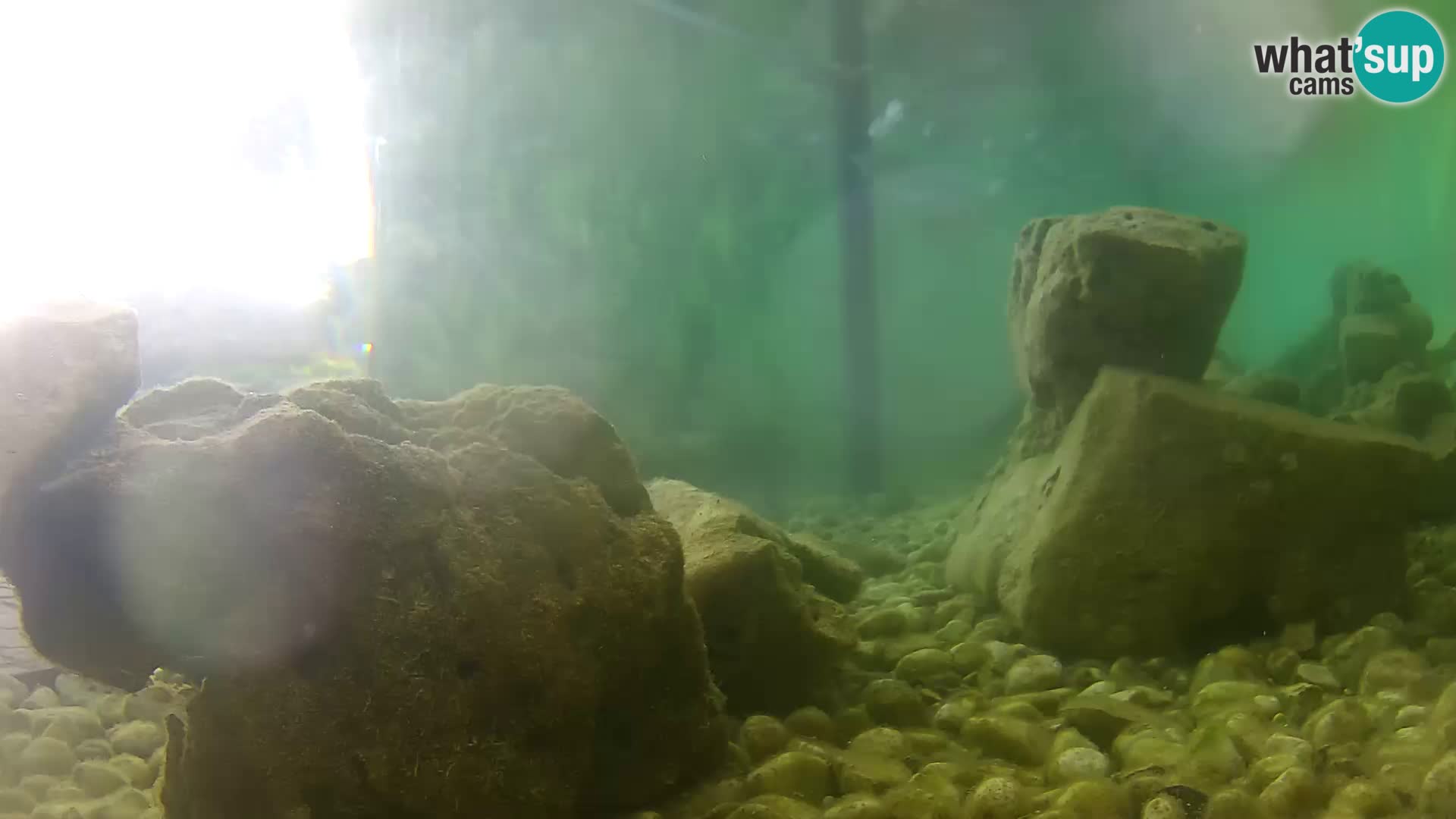 Zunanji morski akvarij Rogoznica spletna kamera Hrvaška
