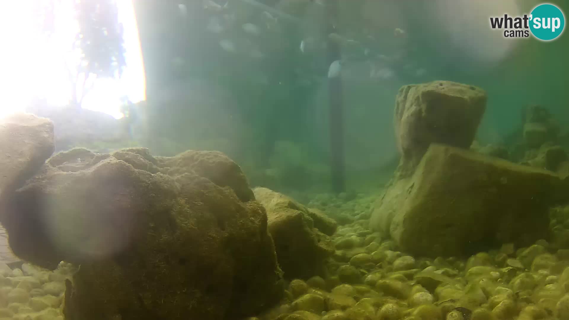 Acuario marino al aire libre Rogoznica webcam Croacia
