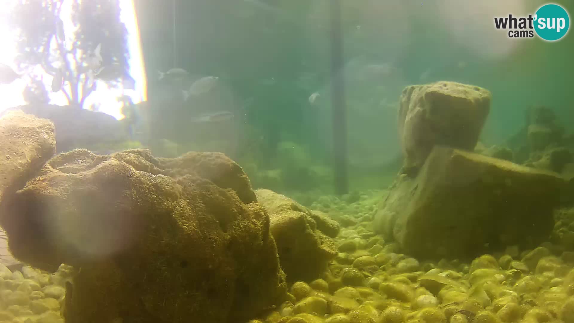 Outdoor Marine Aquarium Rogoznica webcam Croatia