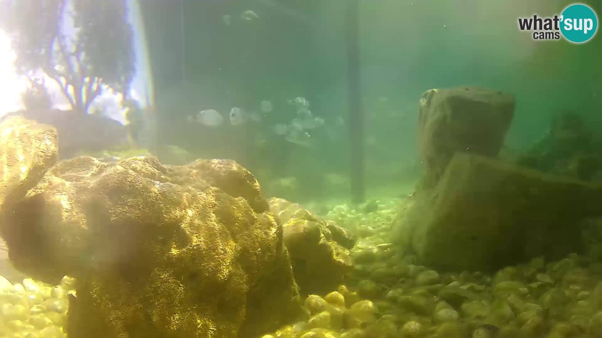 Webcam de l’aquarium marin extérieur de Rogoznica Croatie