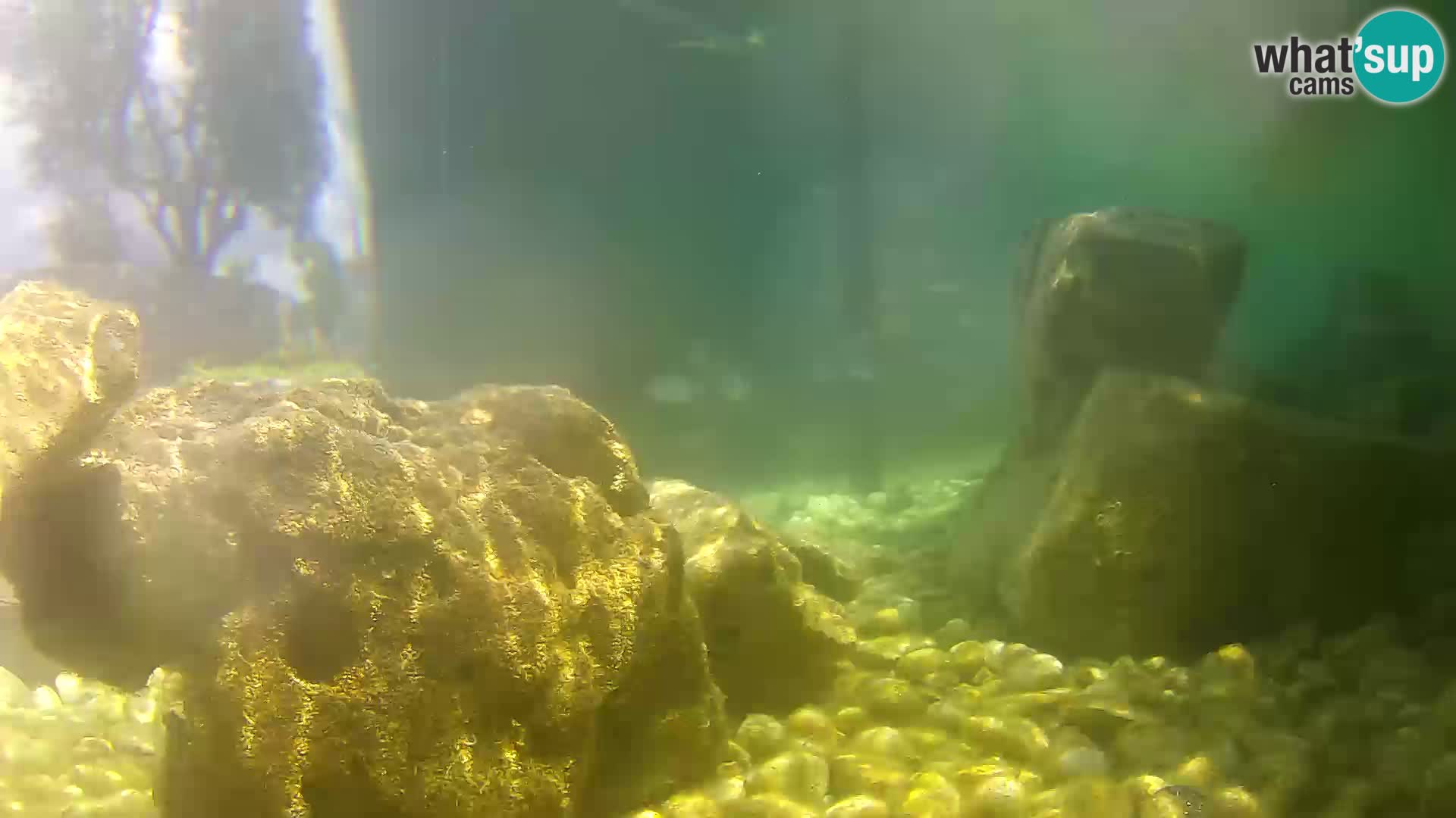 Webcam de l’aquarium marin extérieur de Rogoznica Croatie