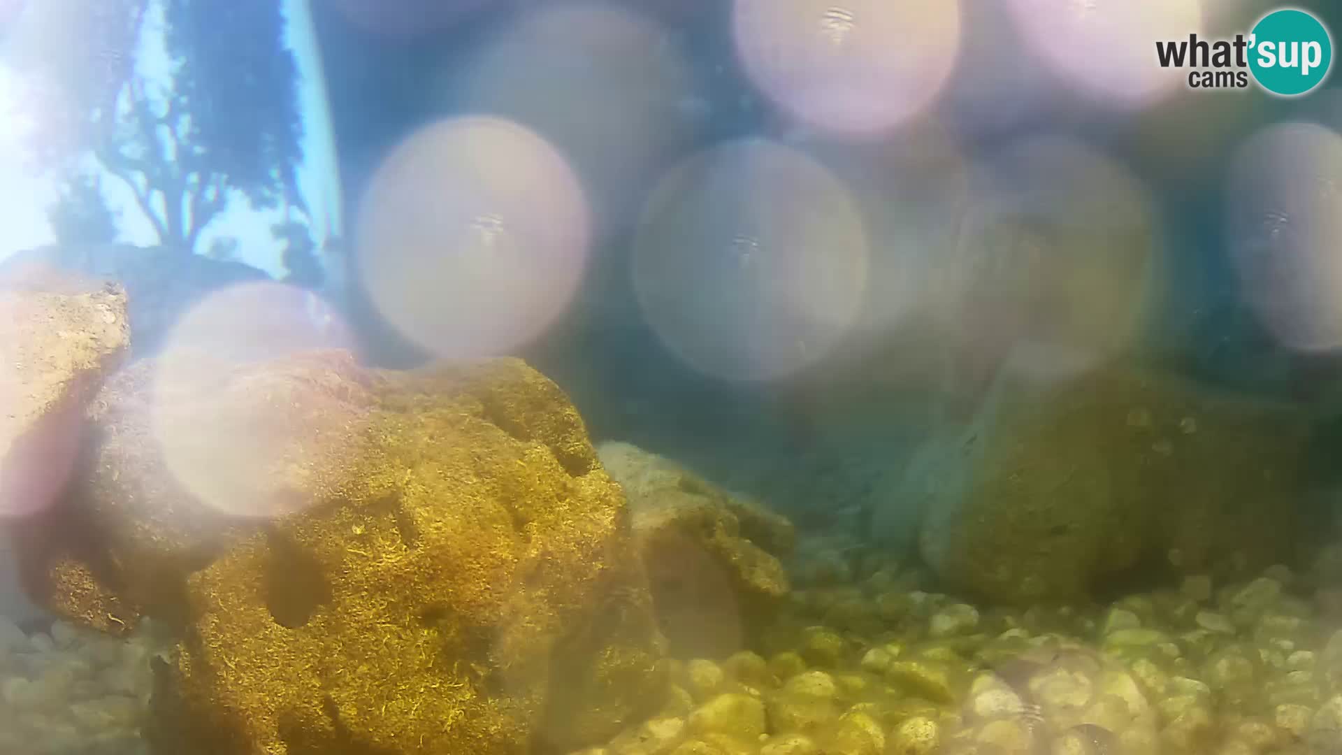 Webcam de l’aquarium marin extérieur de Rogoznica Croatie