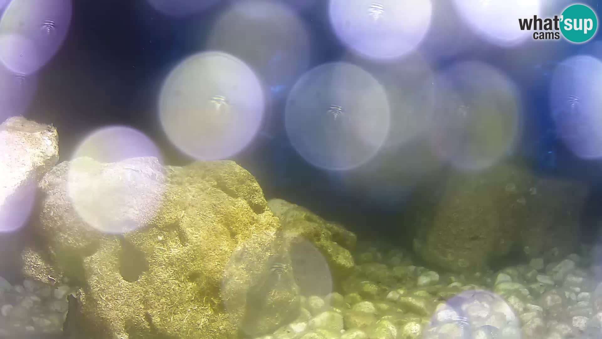 Webcam de l’aquarium marin extérieur de Rogoznica Croatie
