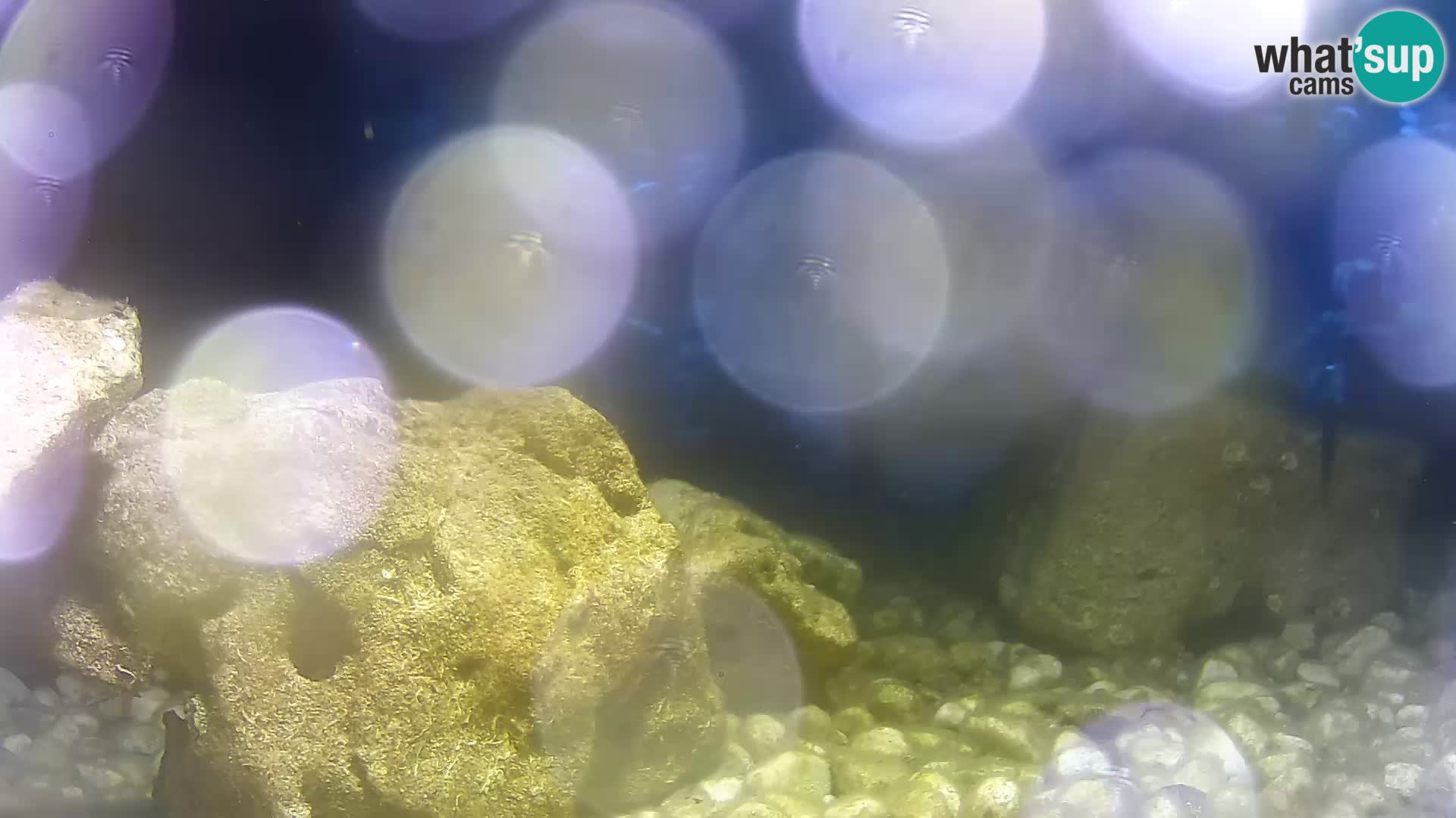 Zunanji morski akvarij Rogoznica spletna kamera Hrvaška